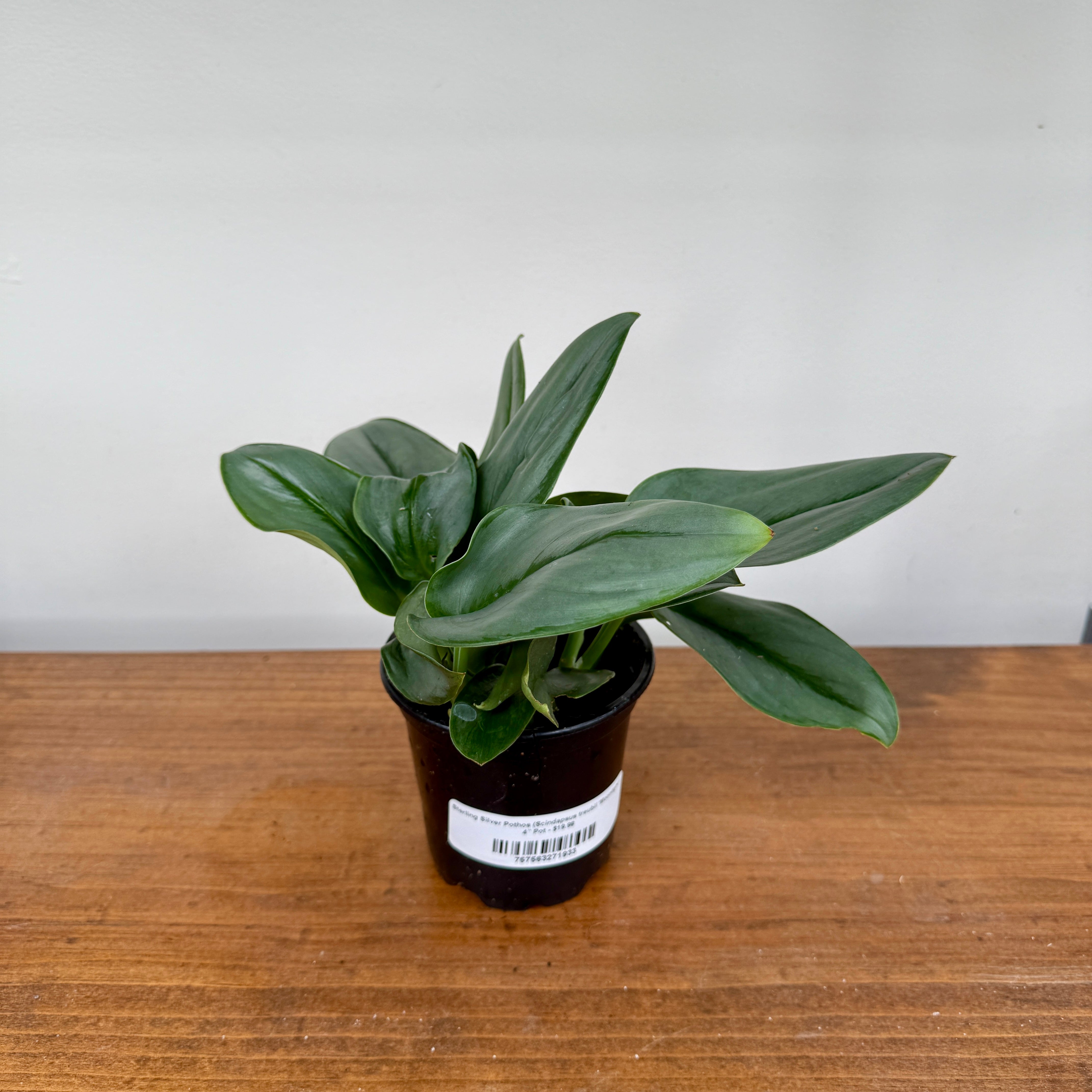 Sterling Silver Pothos (Scindapsus treubii 'Moonlight') - 4" Pot