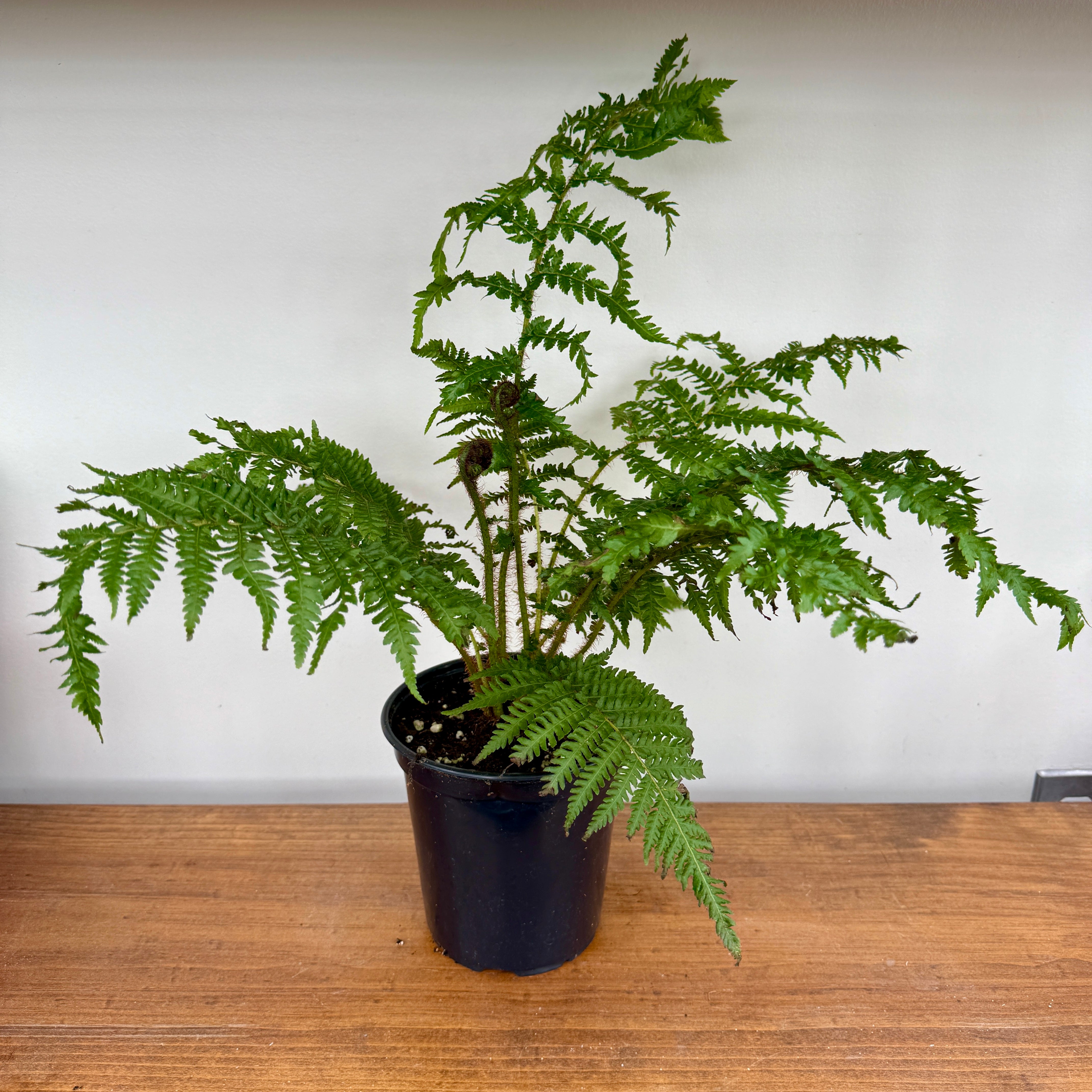 Australian Tree Fern (Cyathea cooperi) - 6" Pot