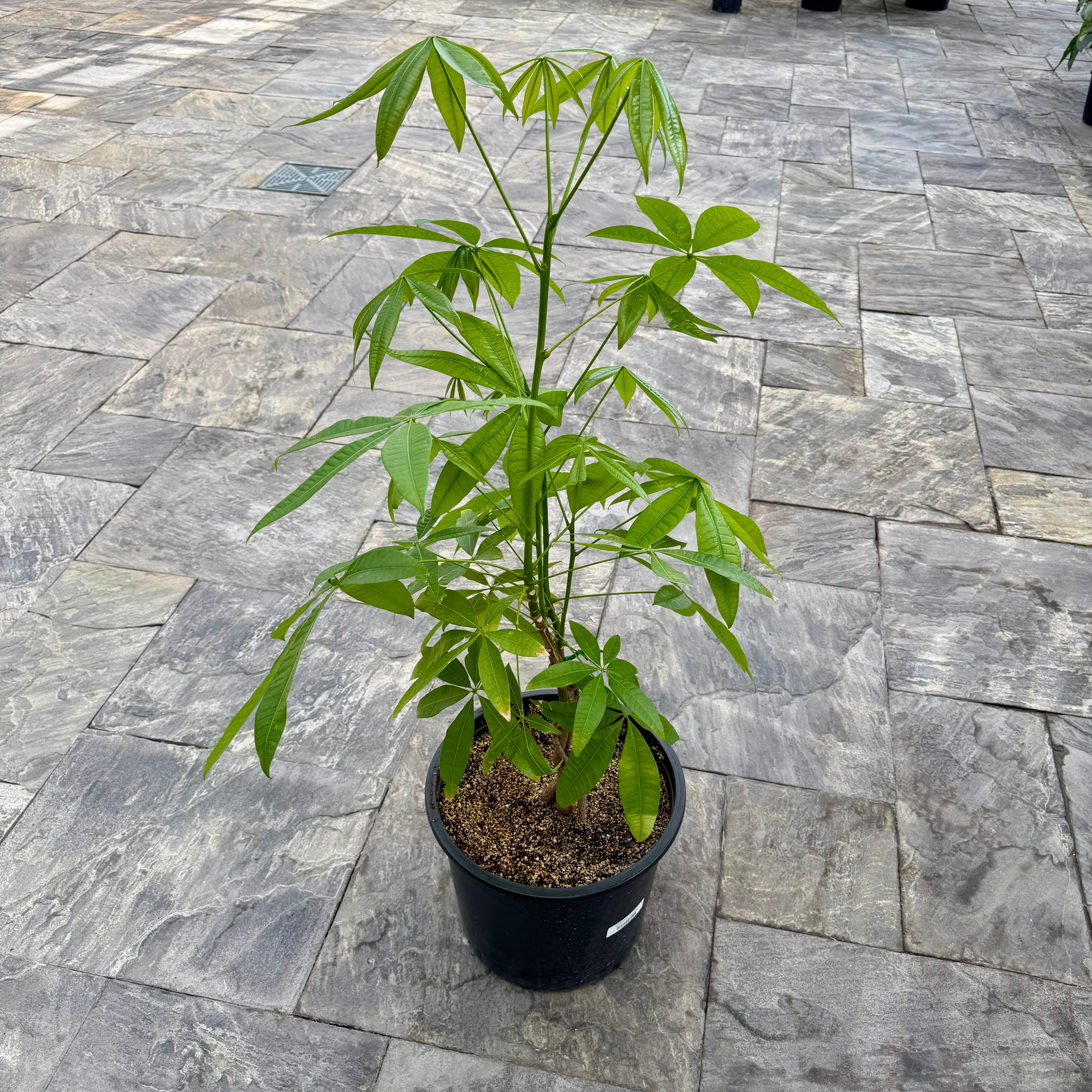 Braided Money Tree (Pachira aquatica) - 14" Pot