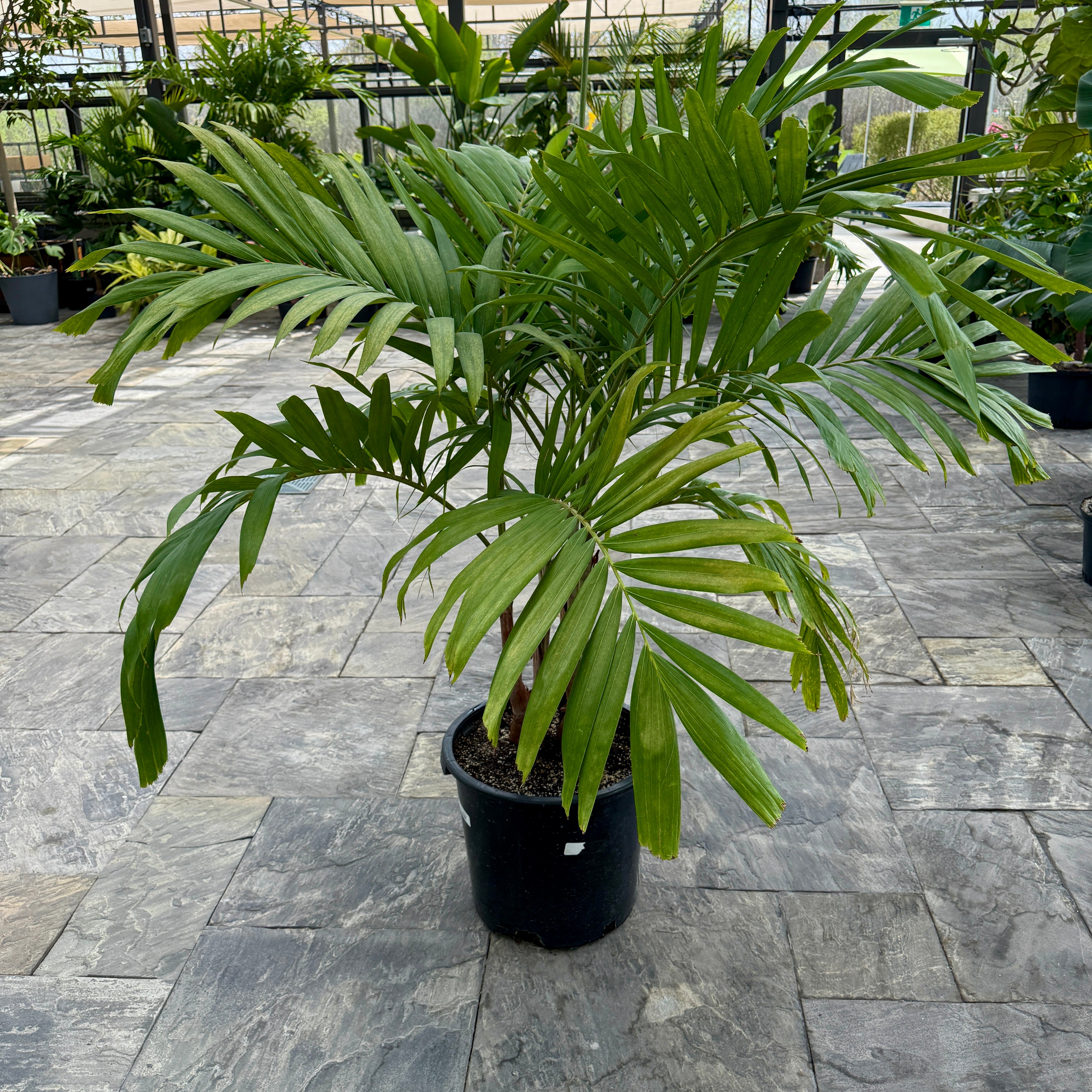 Christmas Palm (Adonidia merrillii) - 14" Pot - 3ppp