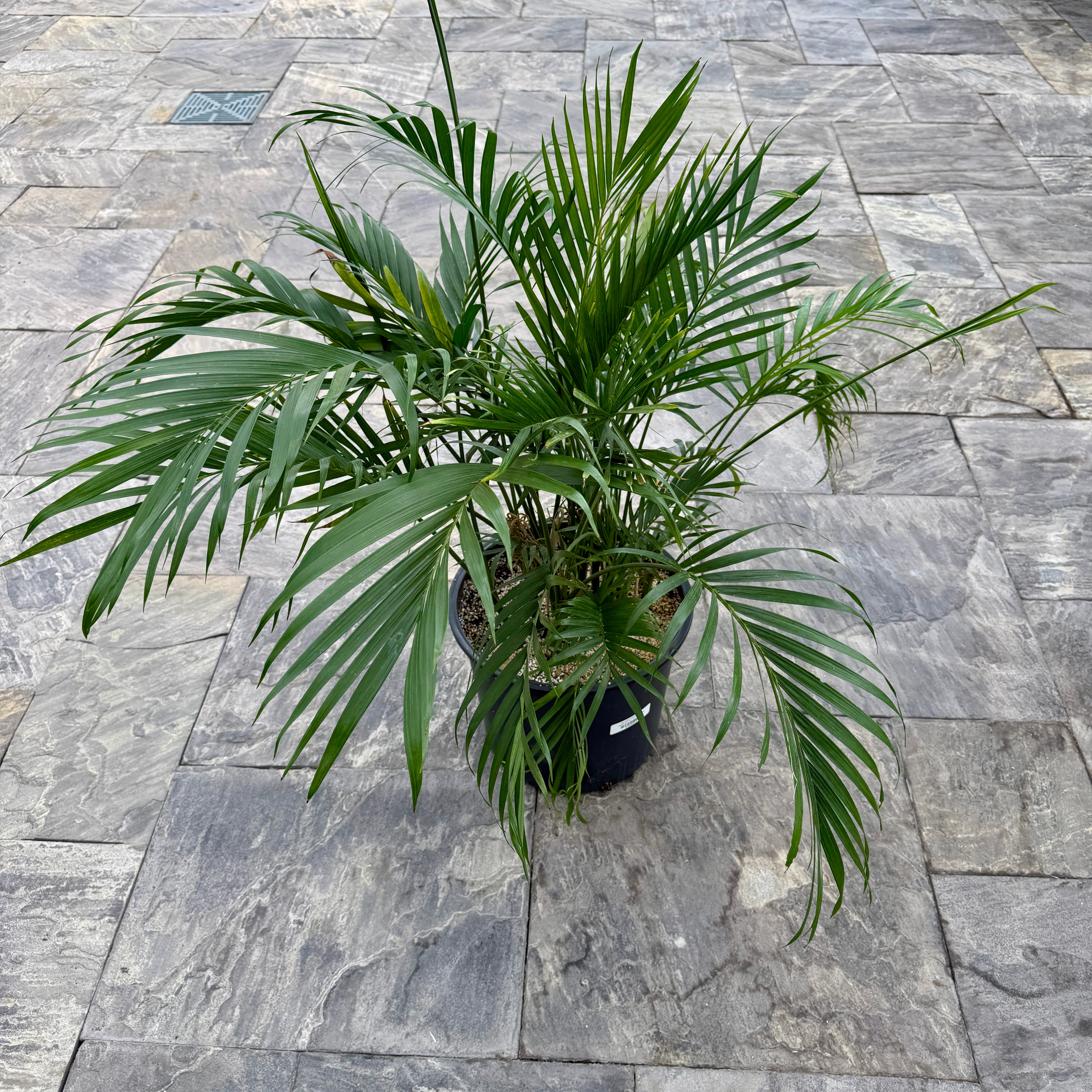 Cat Palm (Chamaedorea cataractarum) - 14" Pot