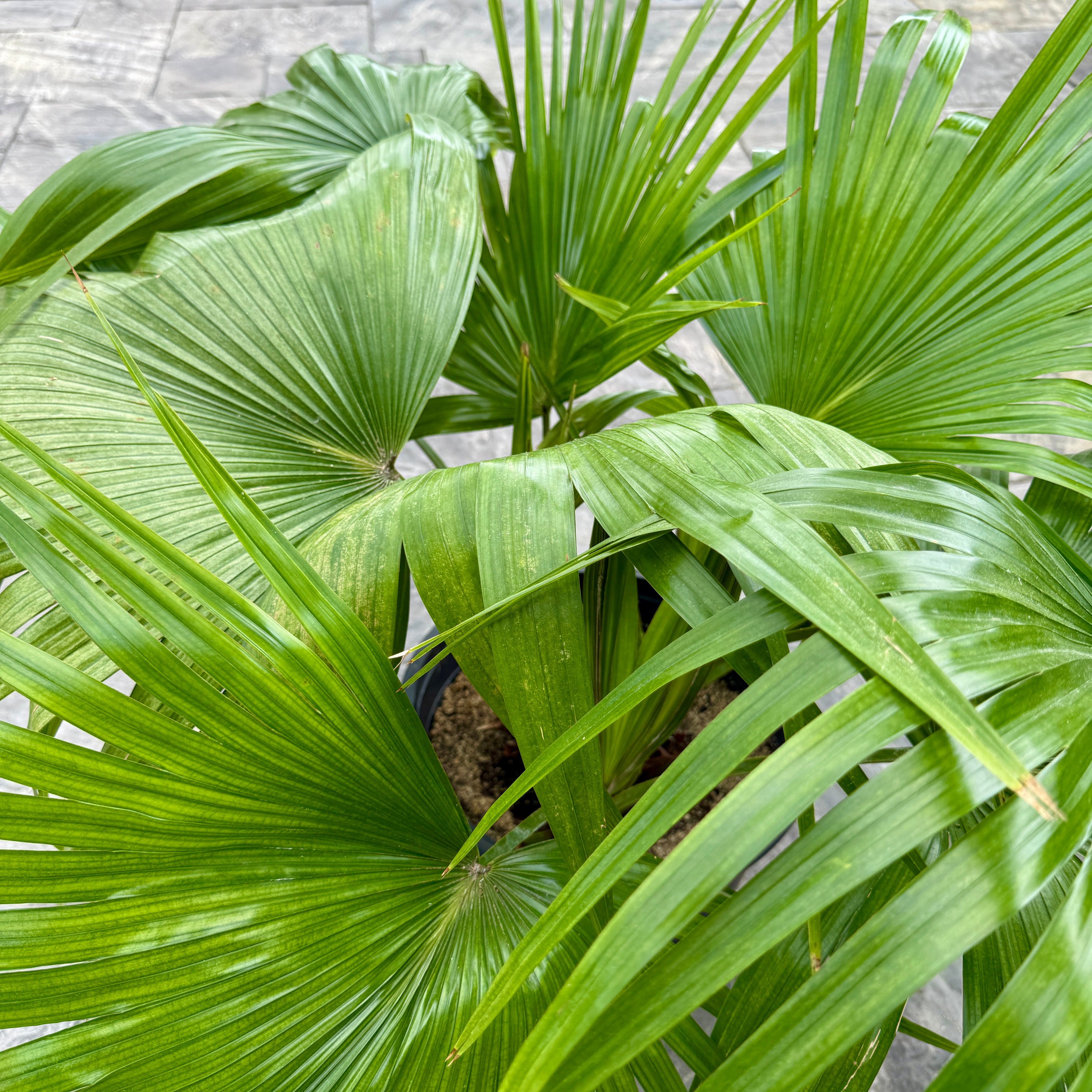 Chinese Fan Palm (Livistona chinensis) - 12" Pot