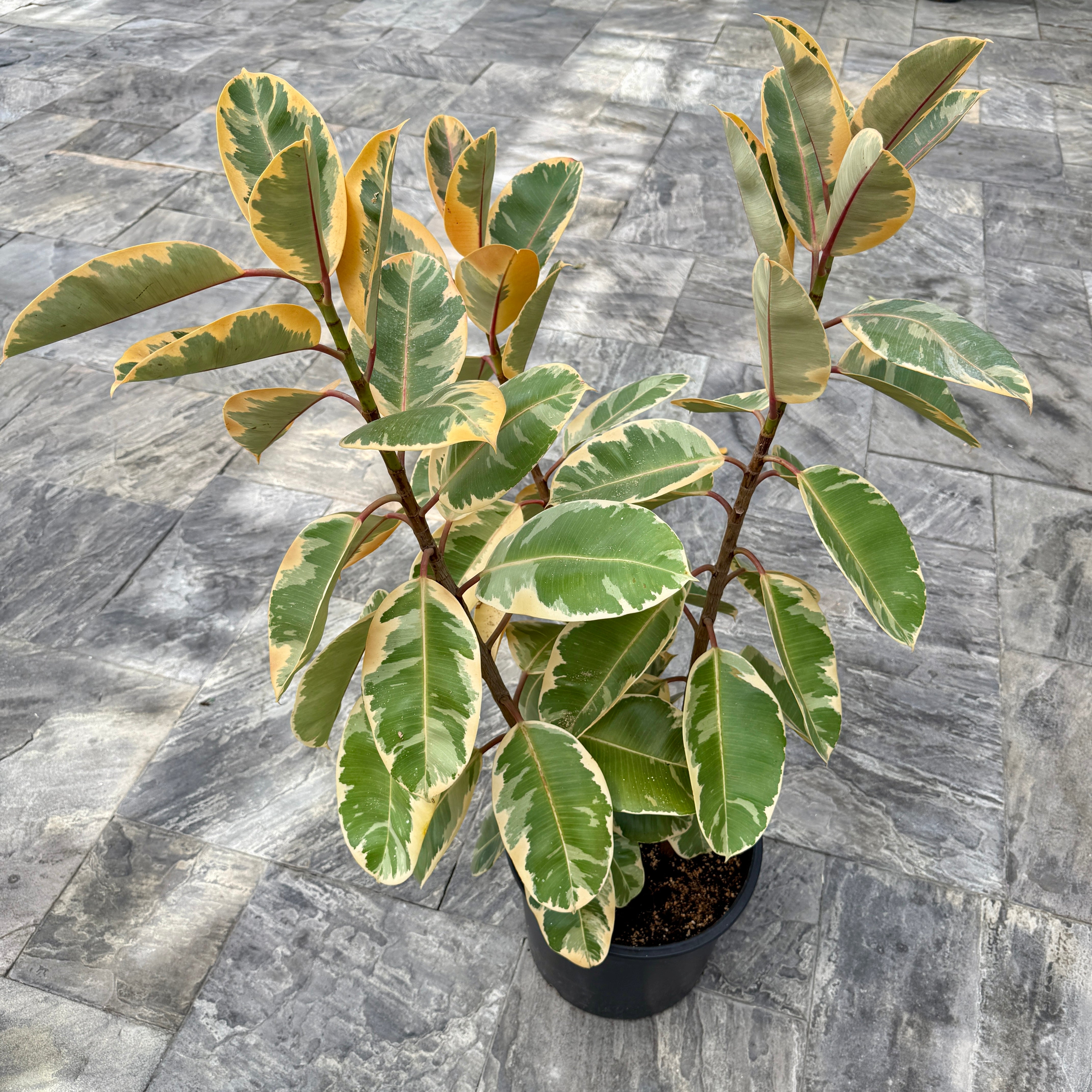 Variegated Rubber Plant 'Ruby' (Ficus elastica 'Ruby') - 14" Pot