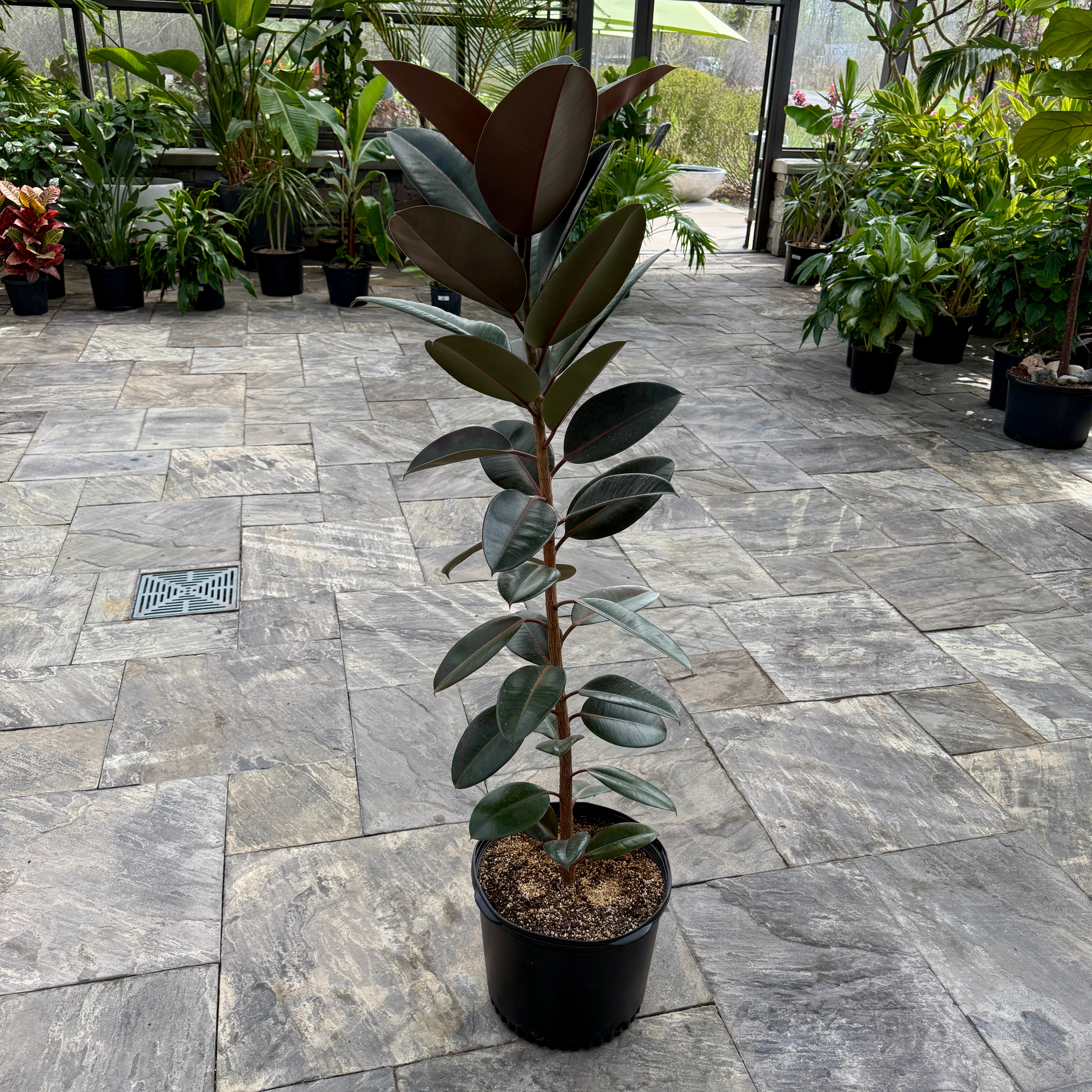 Rubber Fig 'Burgundy' (Ficus elastica 'Burgundy') - 12" Pot