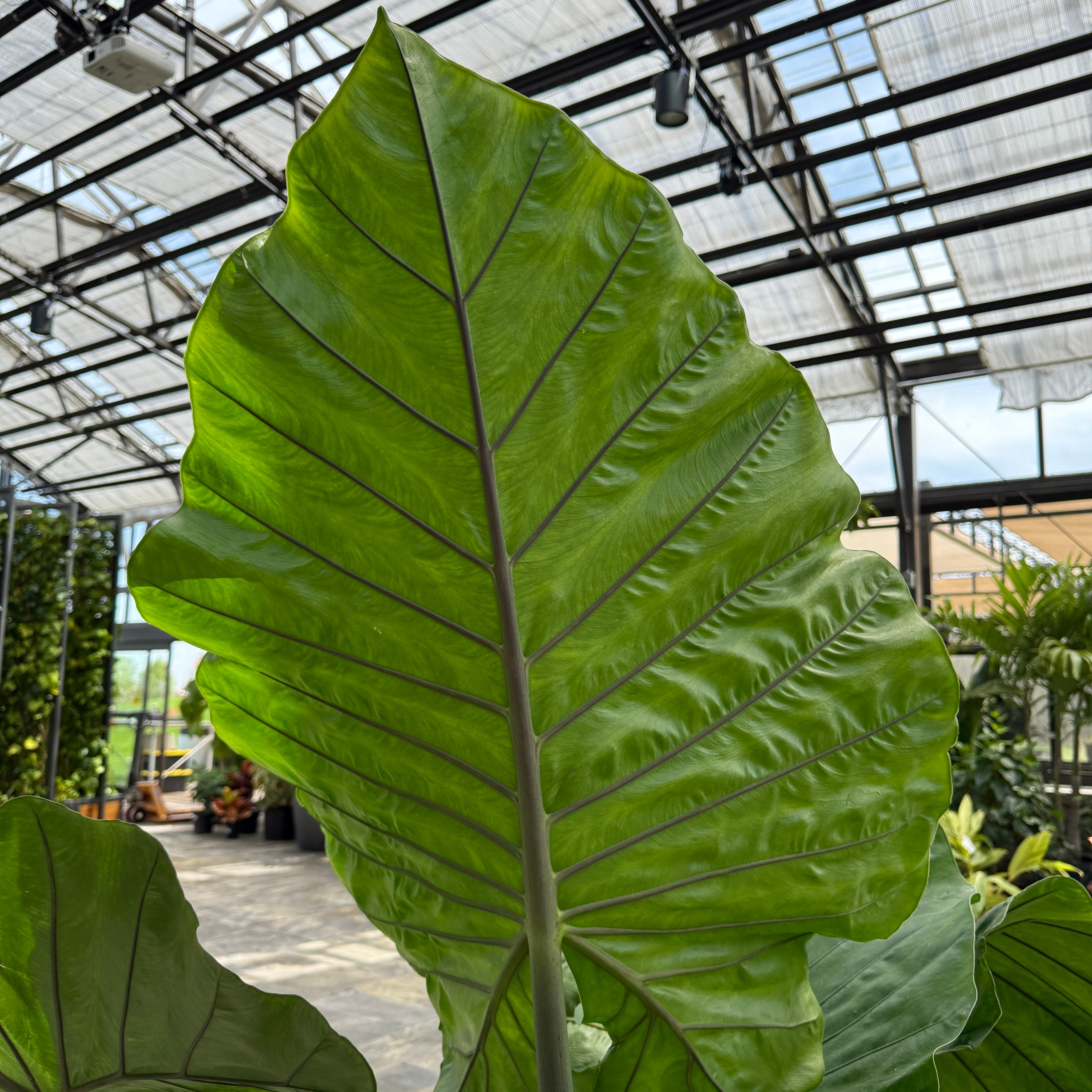 Alocasia 'Dark Star' (Alocasia sp. 'Dark Star') - 14" Pot