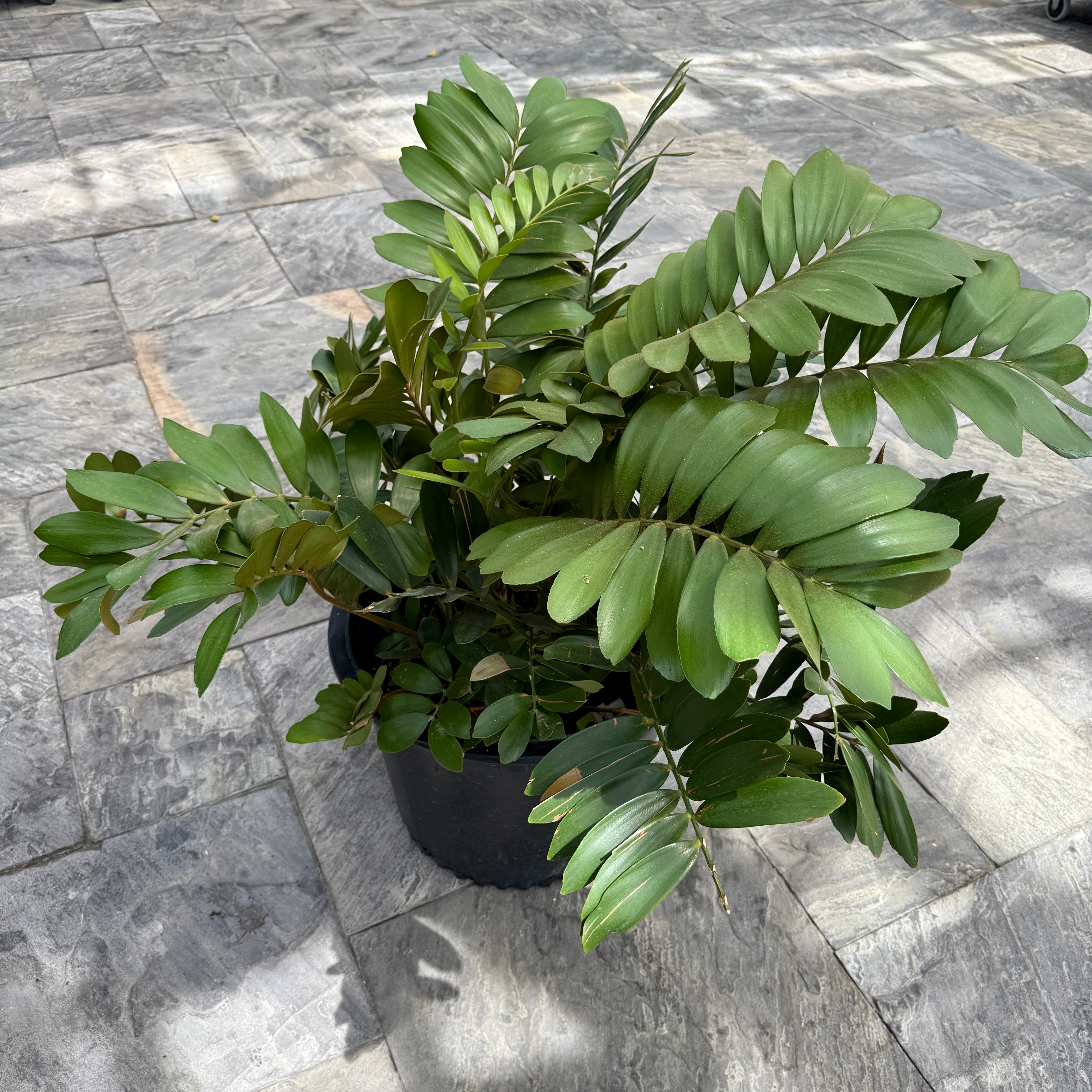 Cardboard Palm (Zamia furfaracea) - 18" Pot