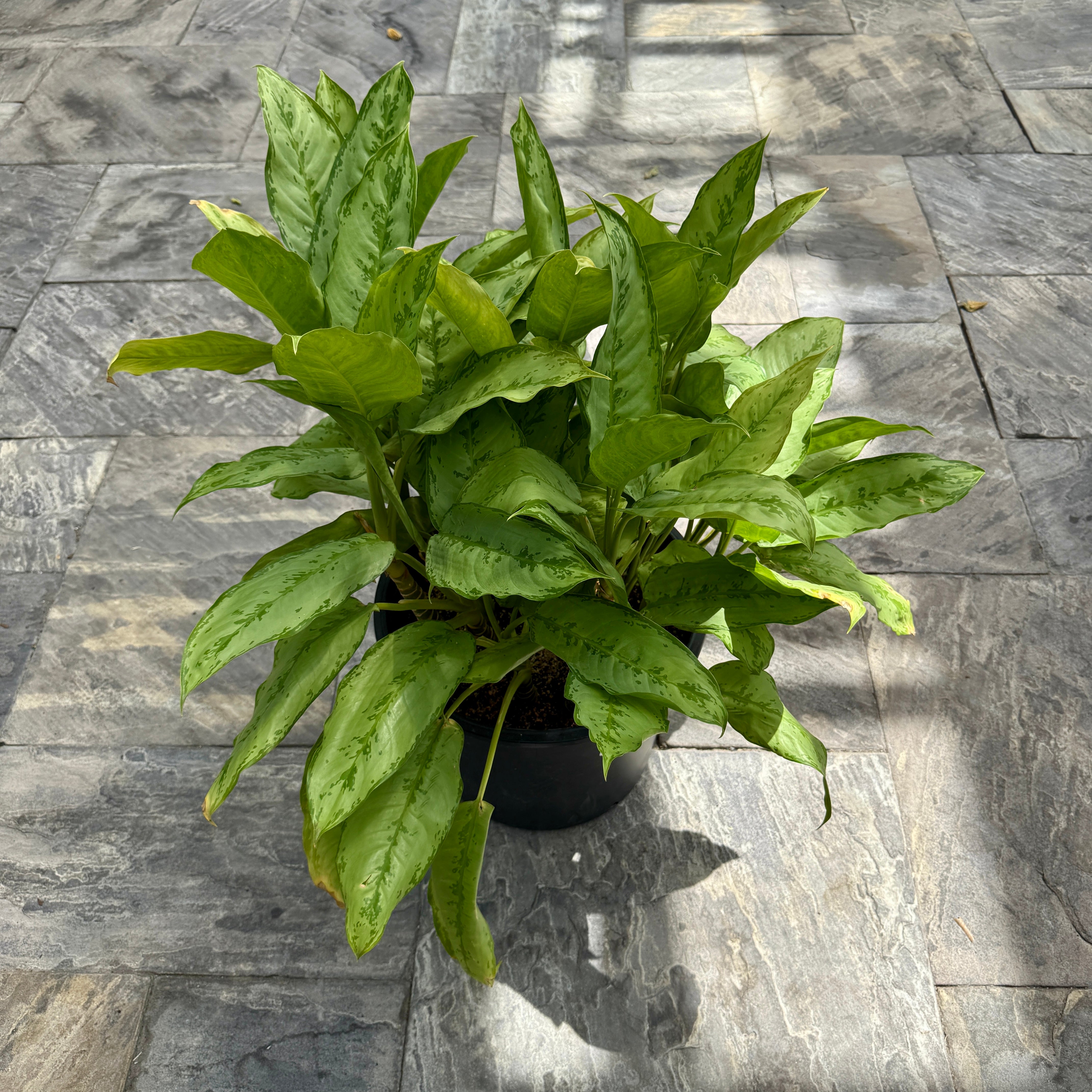 Chinese Evergreen 'Cecilia' (Aglaonema ' Cecilia') - 14" Pot