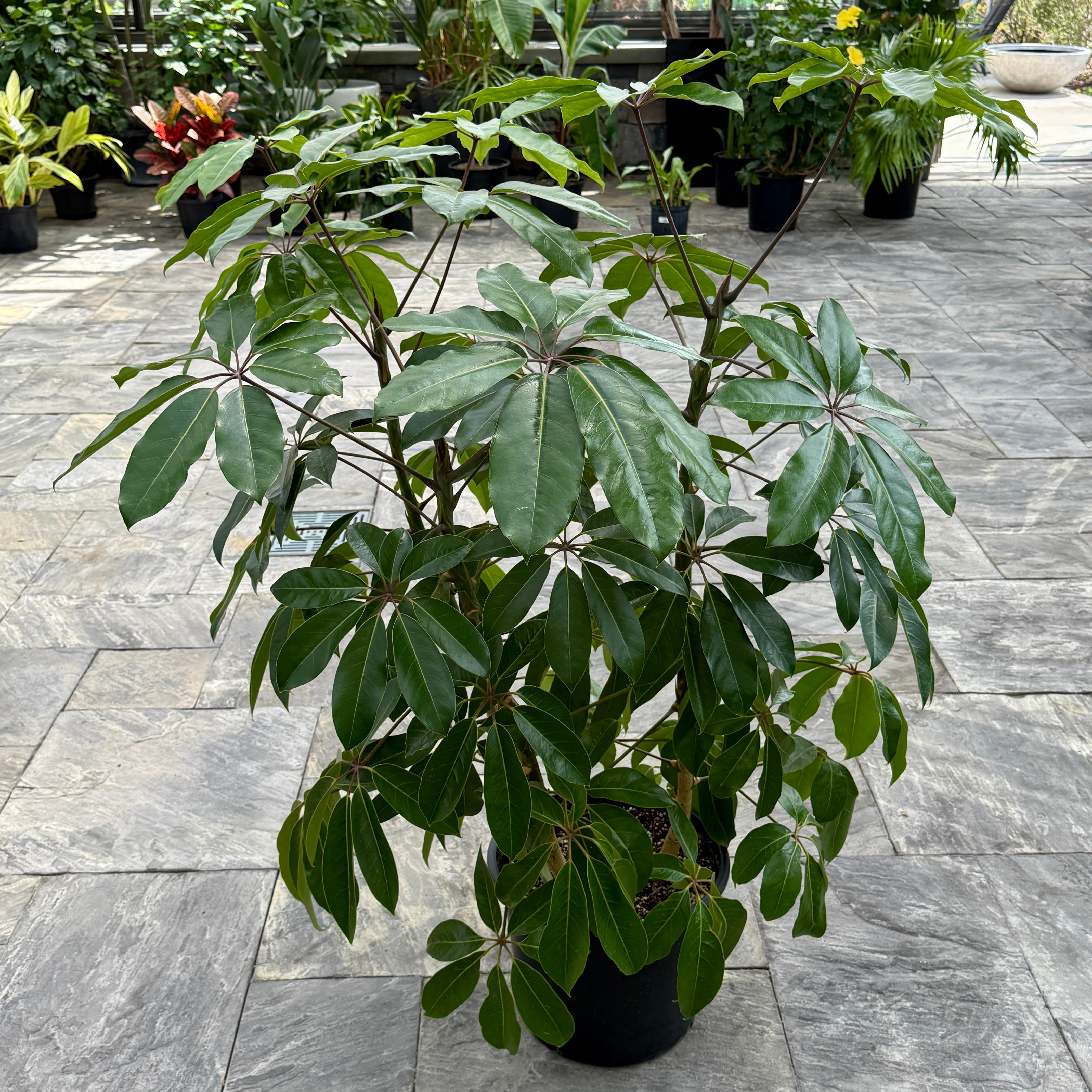 Umbrella Tree 'Amate' (Schefflera actinophylla 'Amate') - 17" Pot
