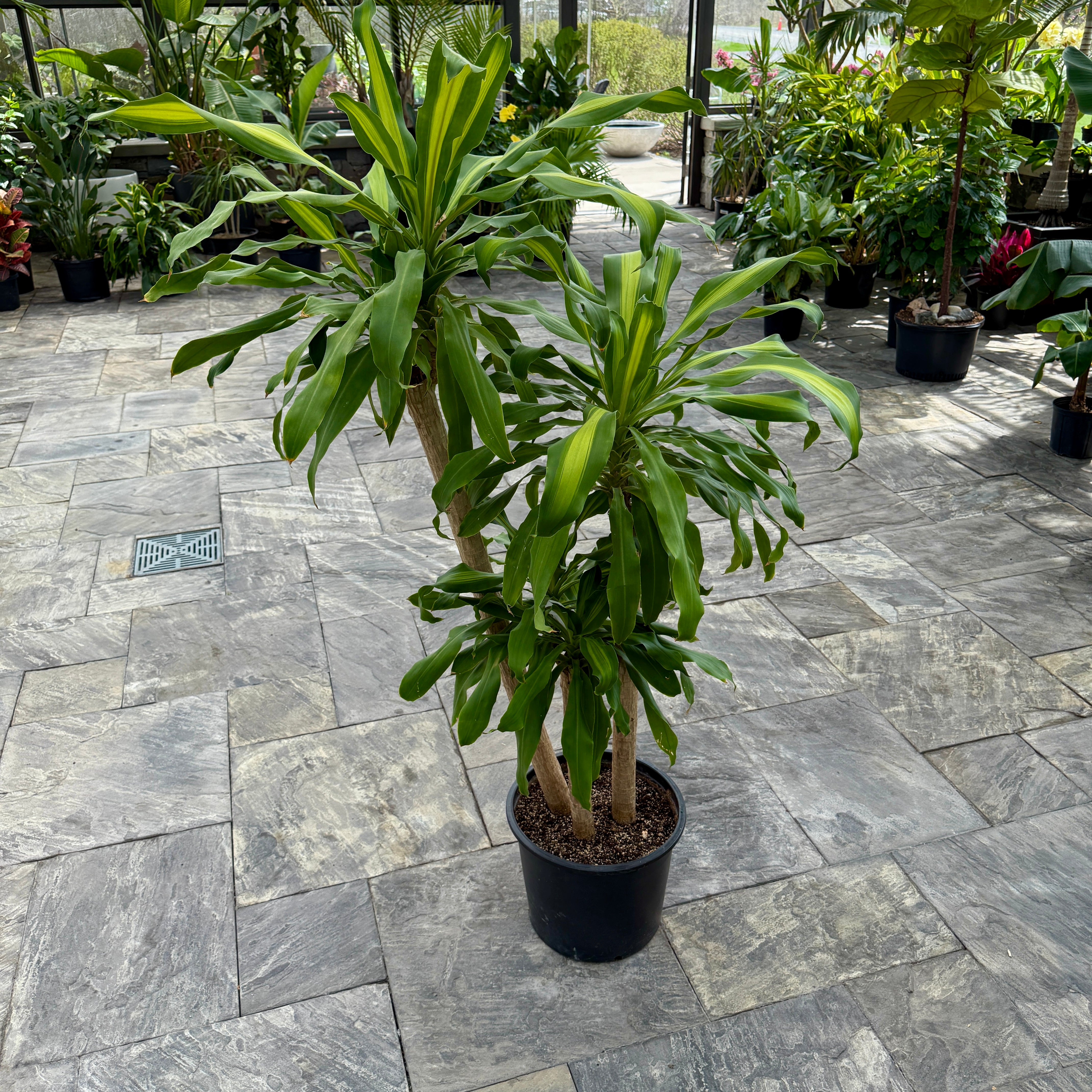 Corn Plant 'Ulysses' (Dracaena fragrans 'Ulysses') - 12" Pot (4'-3'-2' PPP)