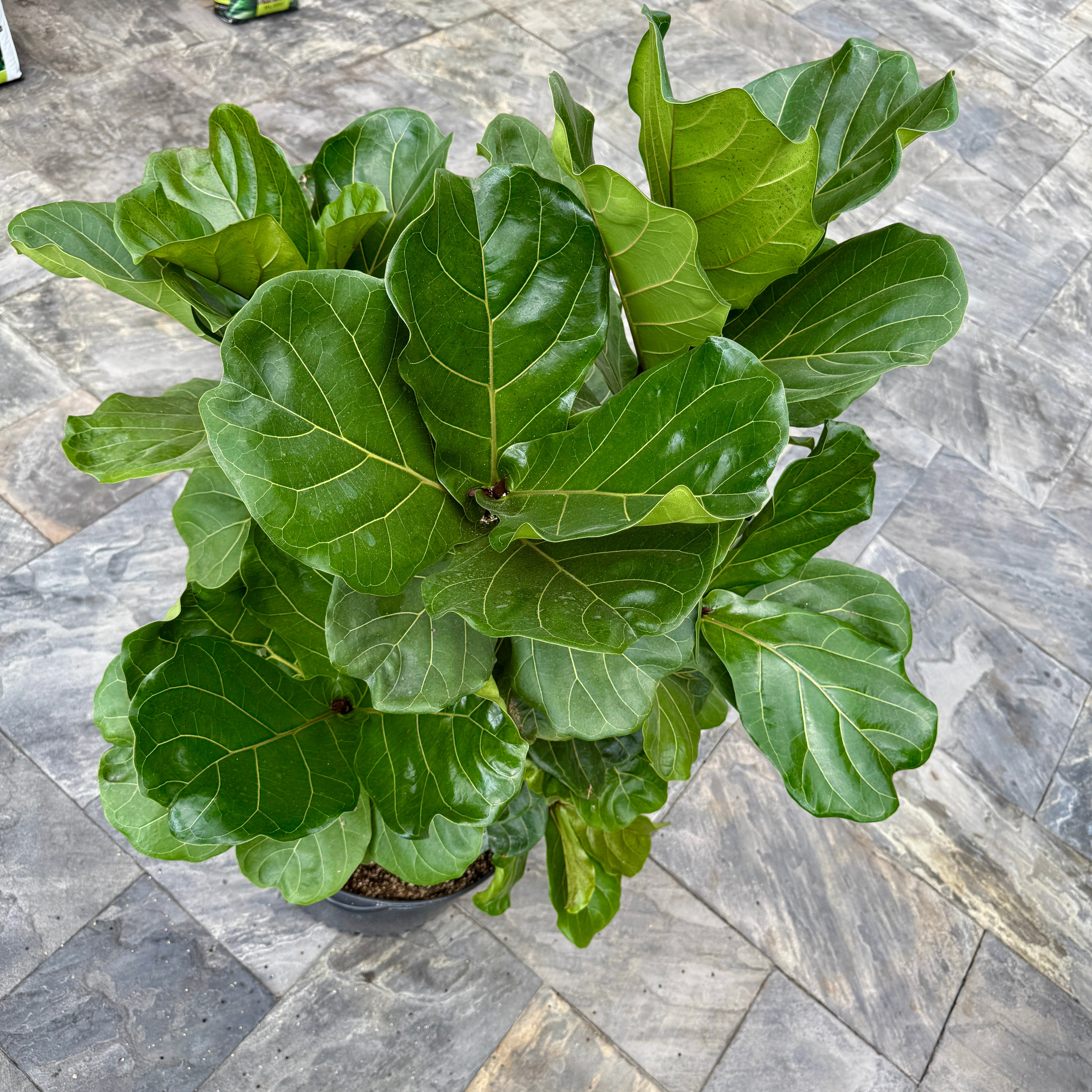 Fiddle Leaf Fig (Ficus lyrata) - 17" Pot - Bush