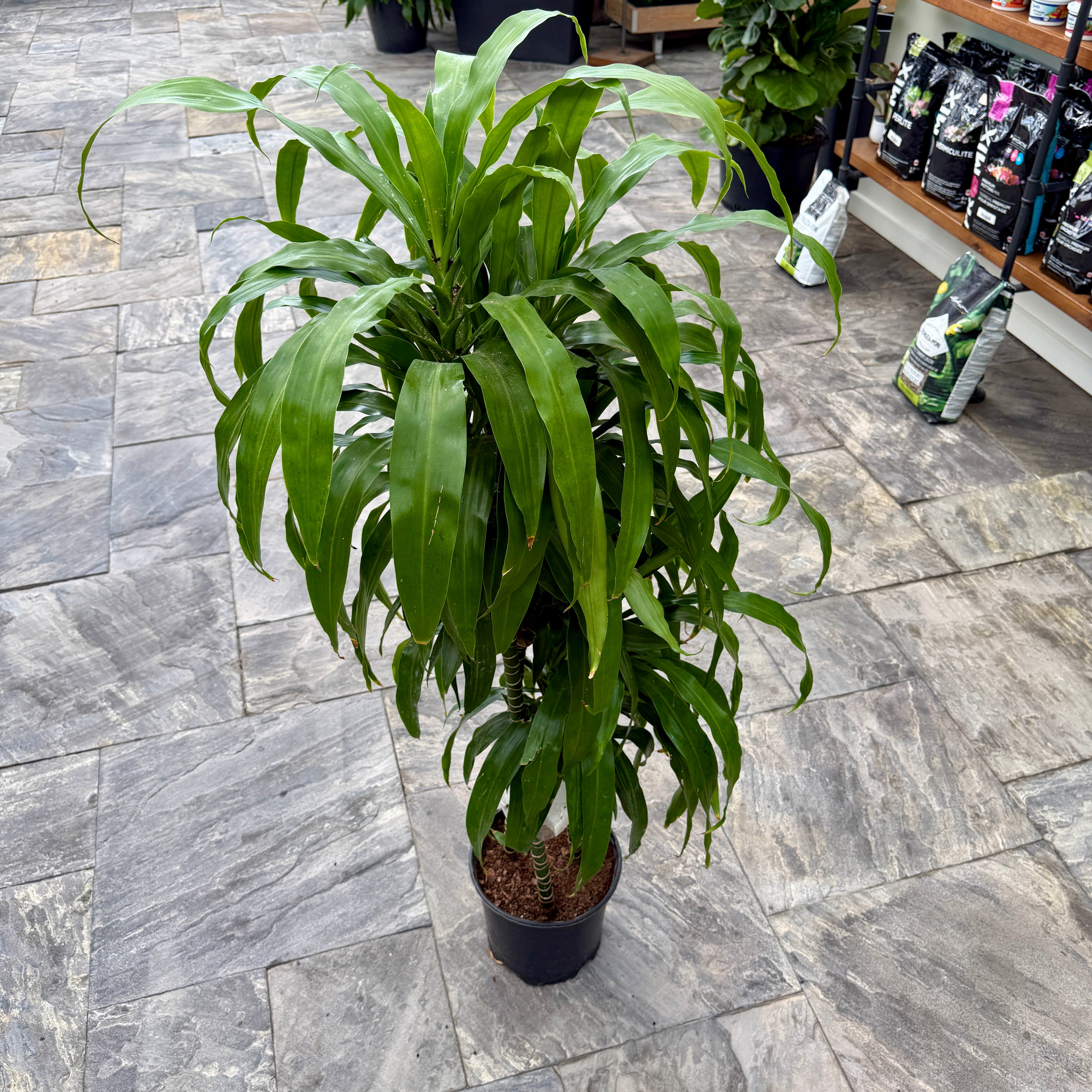 Corn Plant (Dracaena massangeana) - 10" Pot (4'-3'-2' PPP)