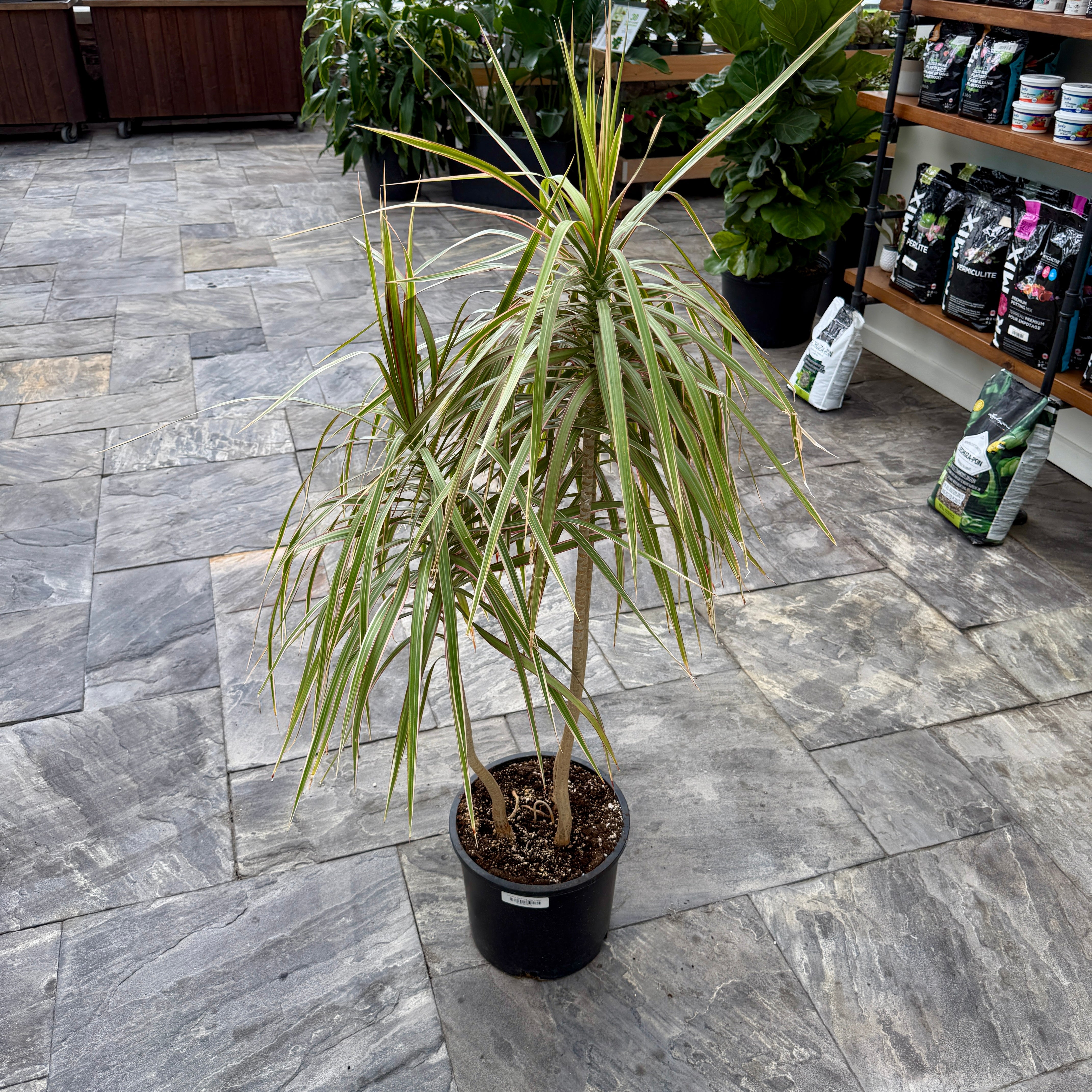 Dracaena 'Colorama' (Dracaena marginata 'Colorama') - 9.5" Pot - 4ppp