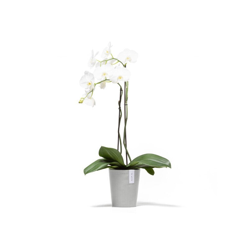 Morinda Orchid 14 White Grey
