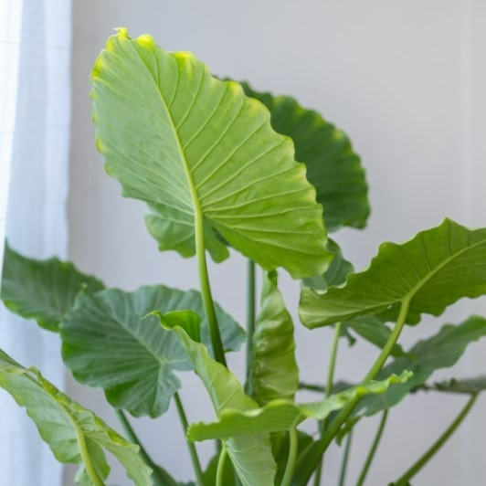 Elephant Ear 'California' (Alocasia "Gagaena California") - 8" Pot