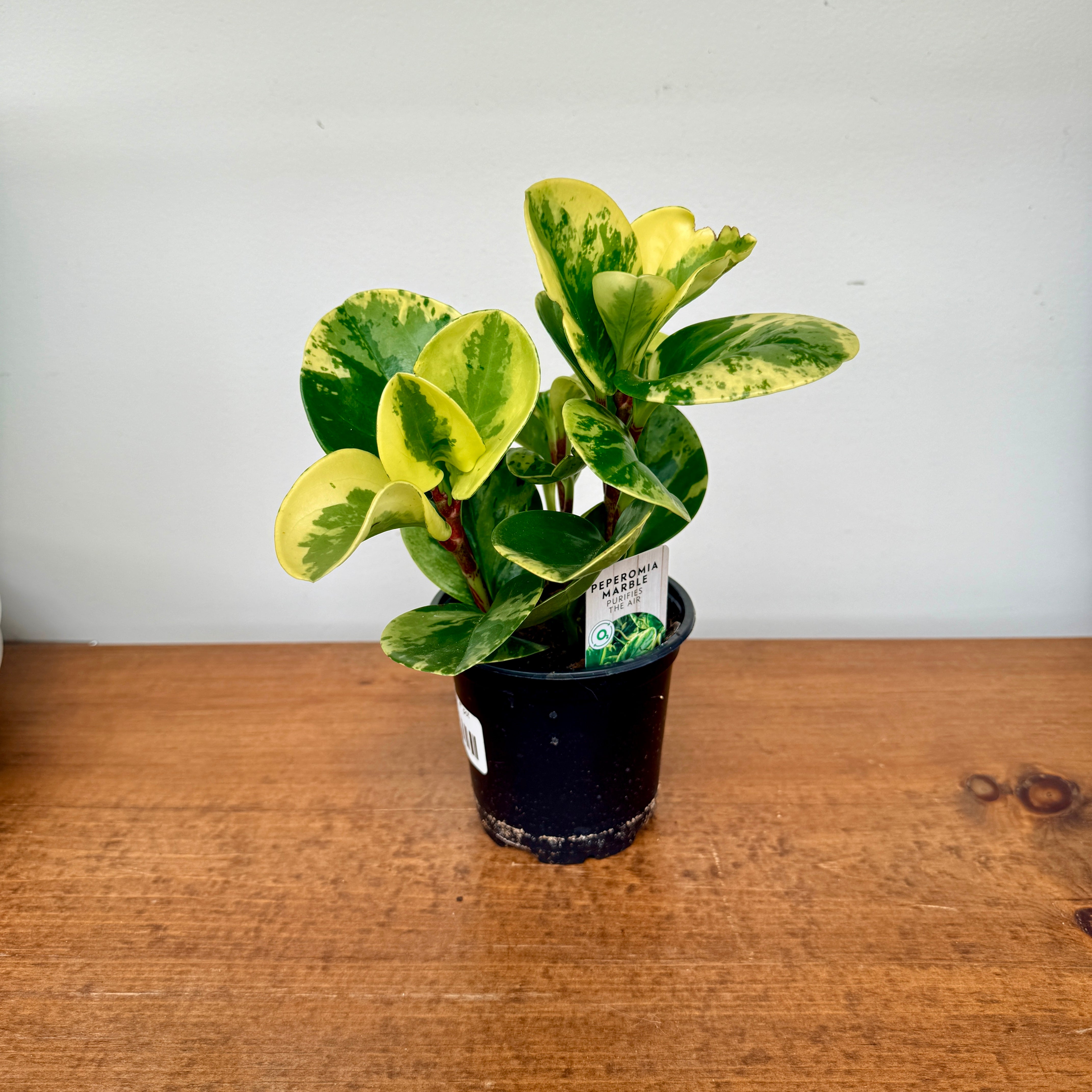 Peperomia Marble (Peperomia obtusifolia 'Marble') - 4" Pot