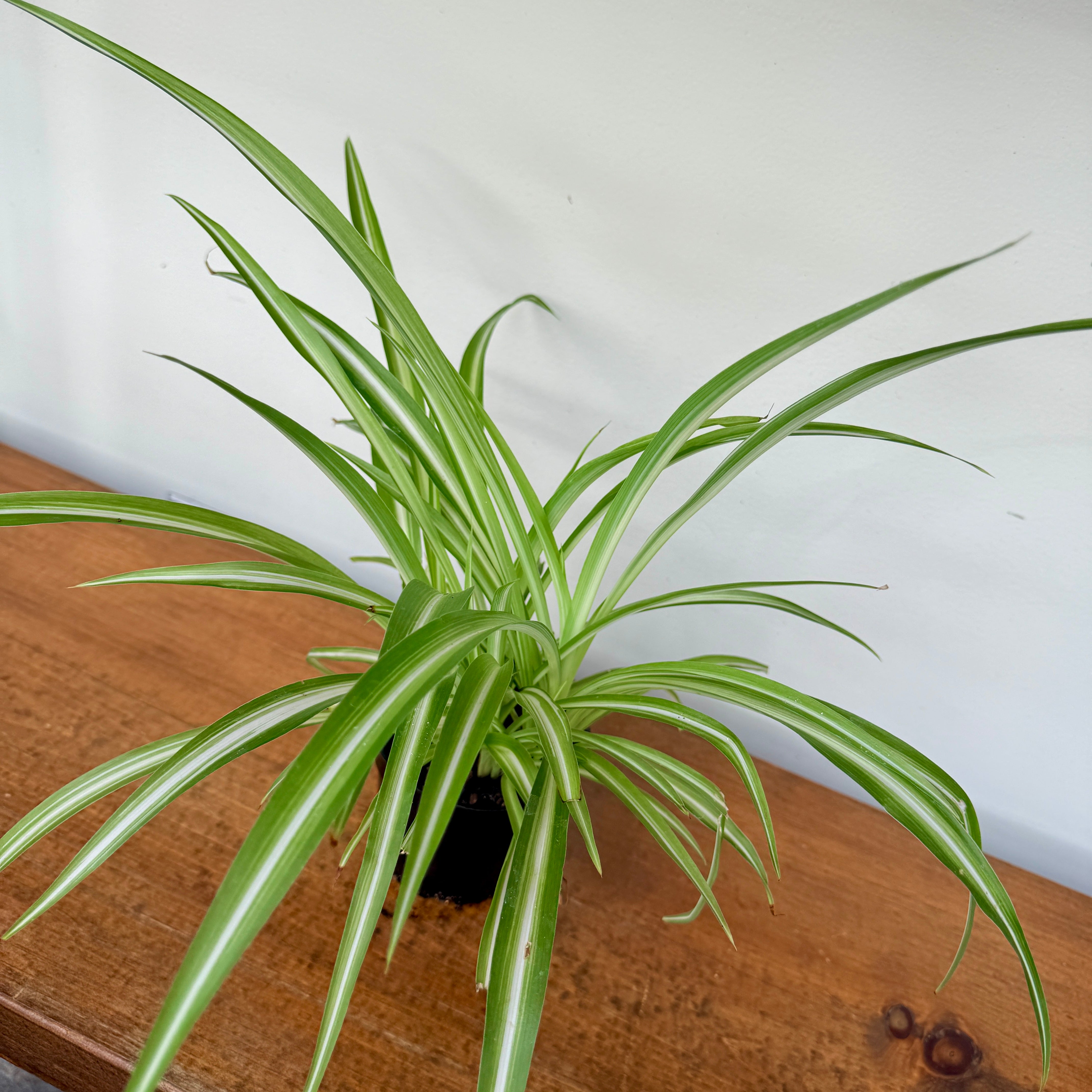 Spider Plant (Chlorophytum comosum) - 4" Pot