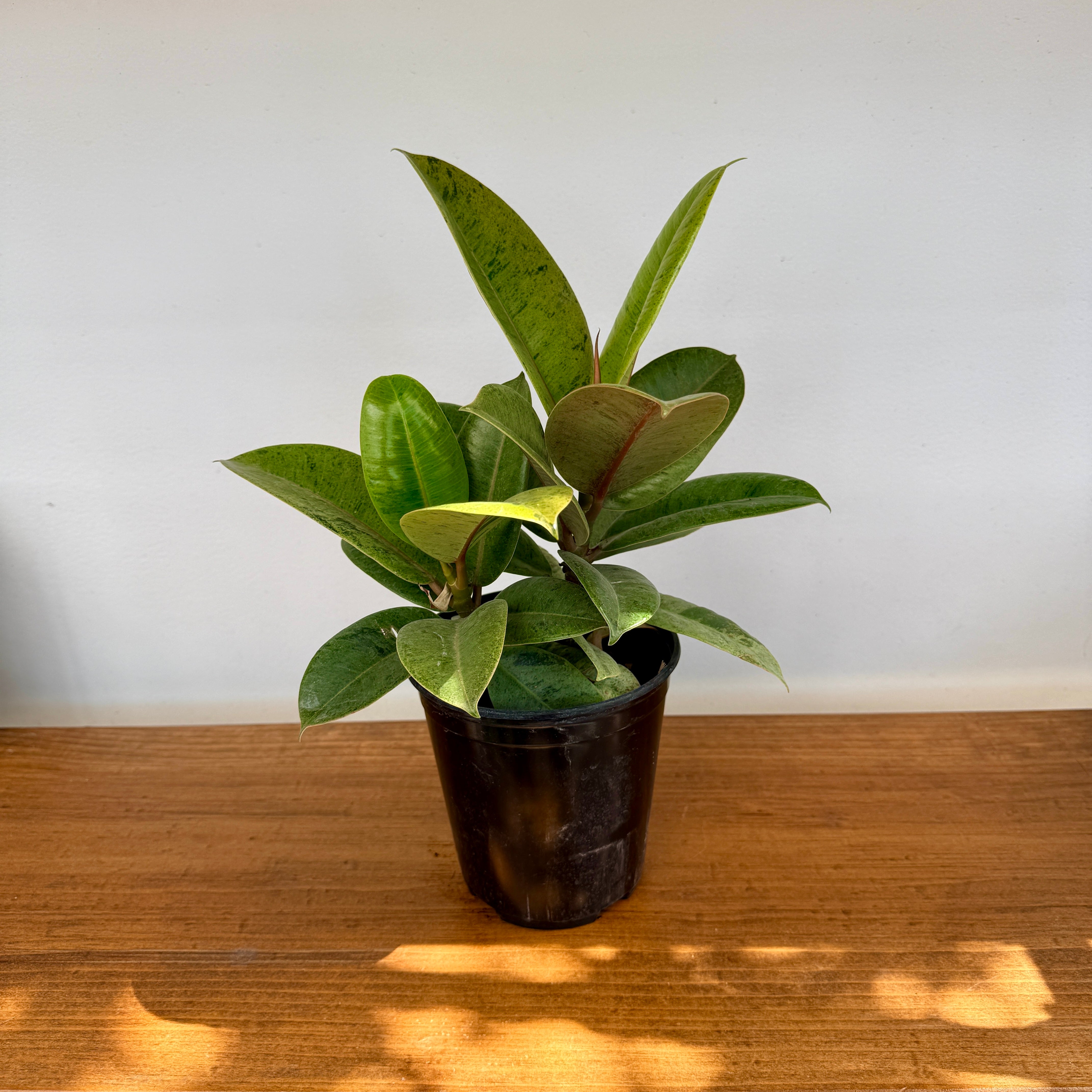 Ficus Moonshine (Ficus elastica 'Shriveana') - 6" Pot