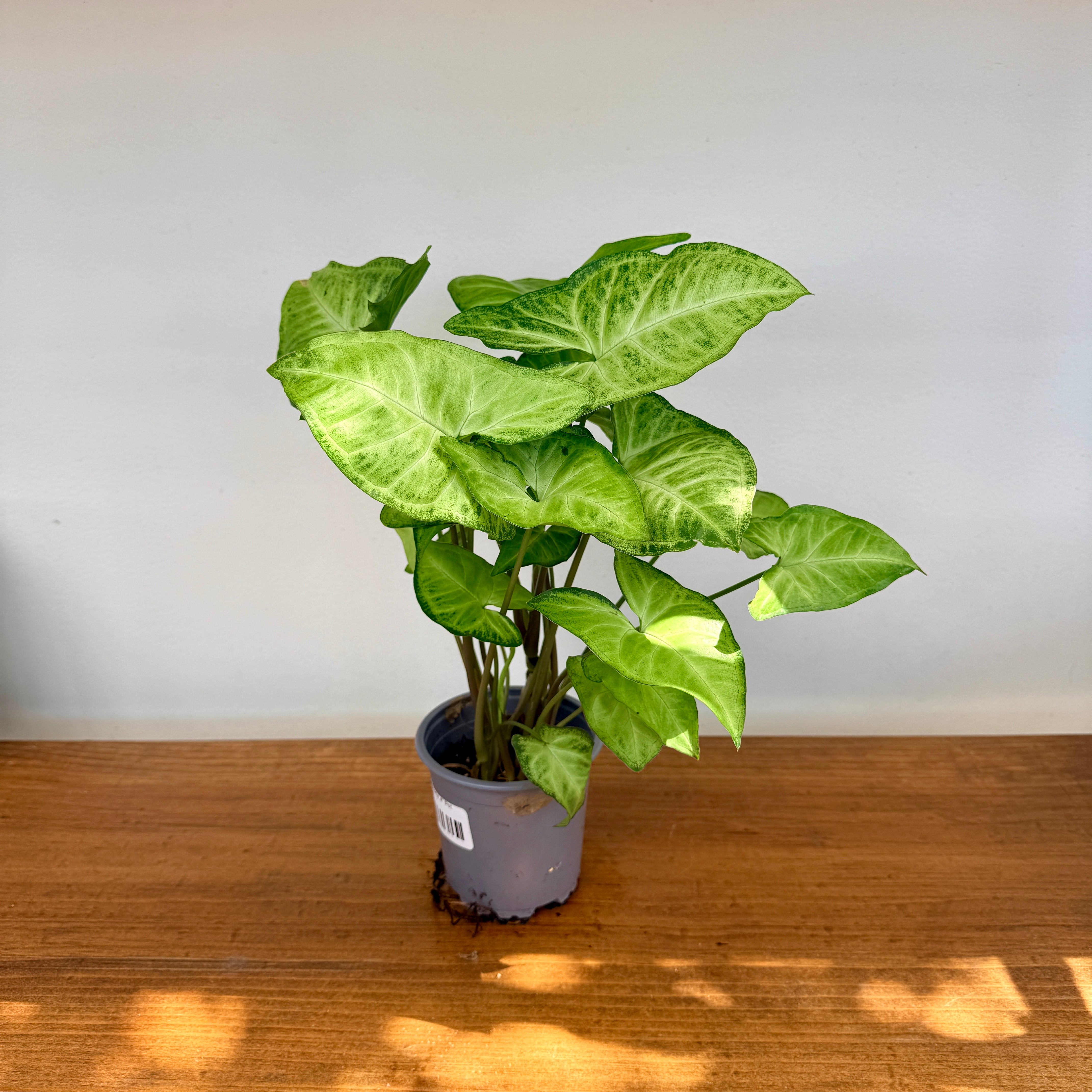 Nephthytis 'White Butterfly' (Syngonium podophyllum) - 4" Pot