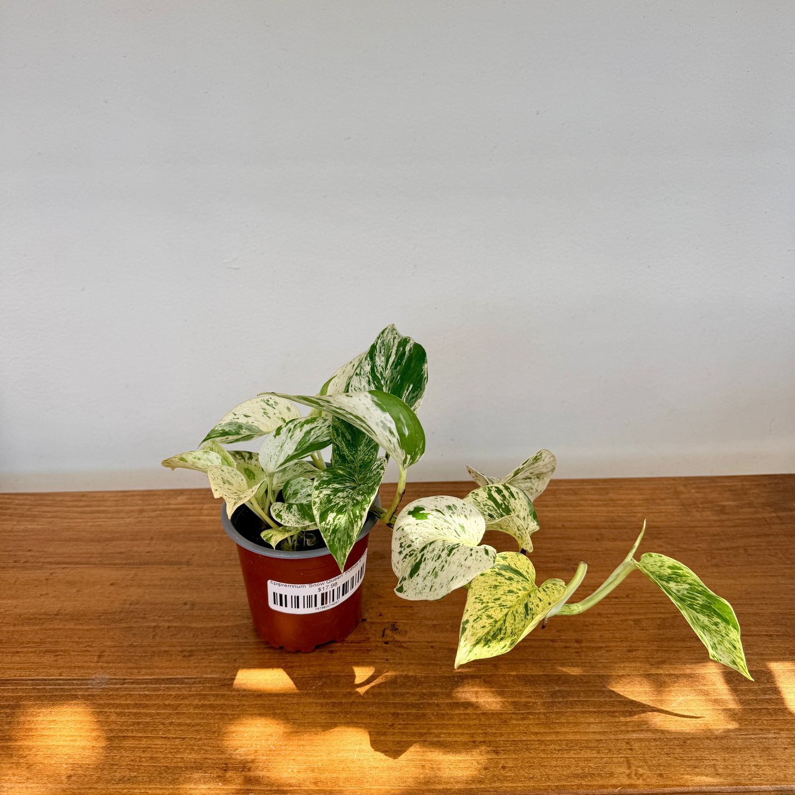 Snow Queen Pothos (Epipremnum aureum 'Snow Queen') - 4" Pot