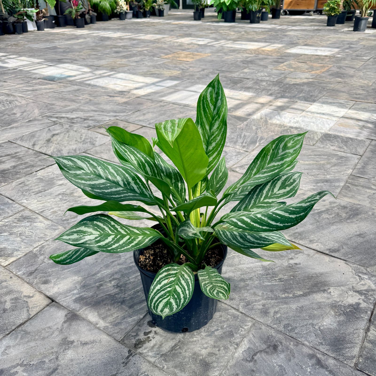 Chinese Evergreen 'Moonlight Bay' (Aglaonema commutatum 'Moonlight Bay') - 10" Pot