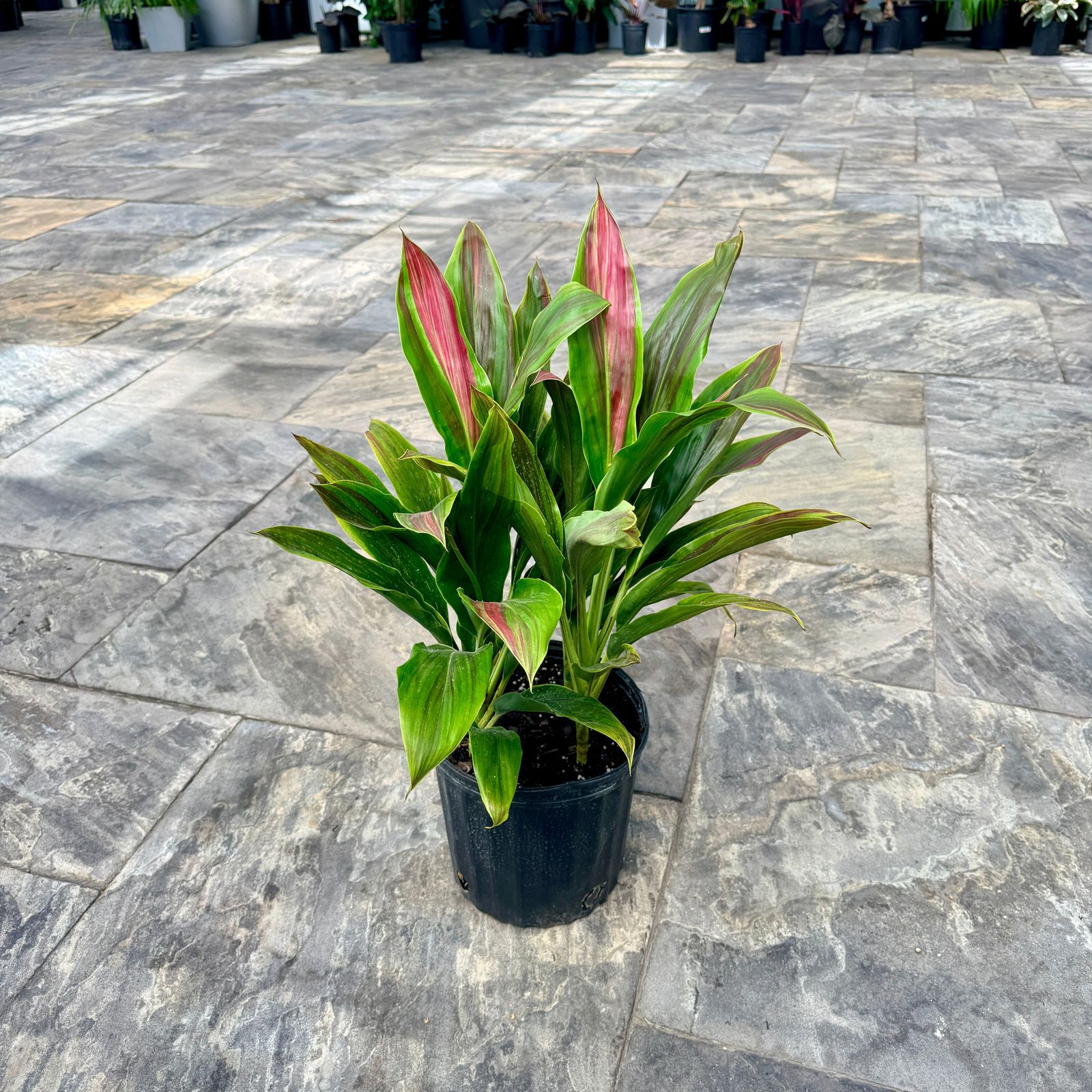 Cordyline 'Sherbert' (Cordyline fruiticosa 'Sherbert') - 10" Pot