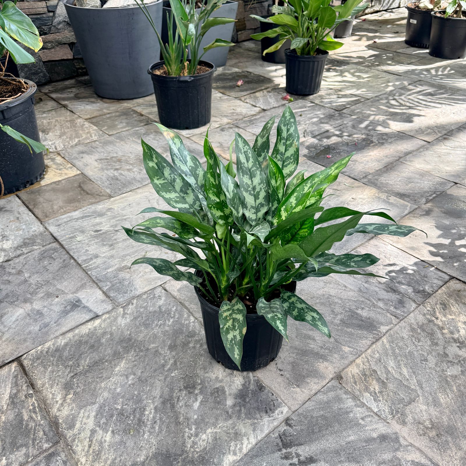 Chinese Evergreen 'Maria Emerald Beauty (Aglaonema commutatum 'Maria Emerald Beauty') - 10" Pot
