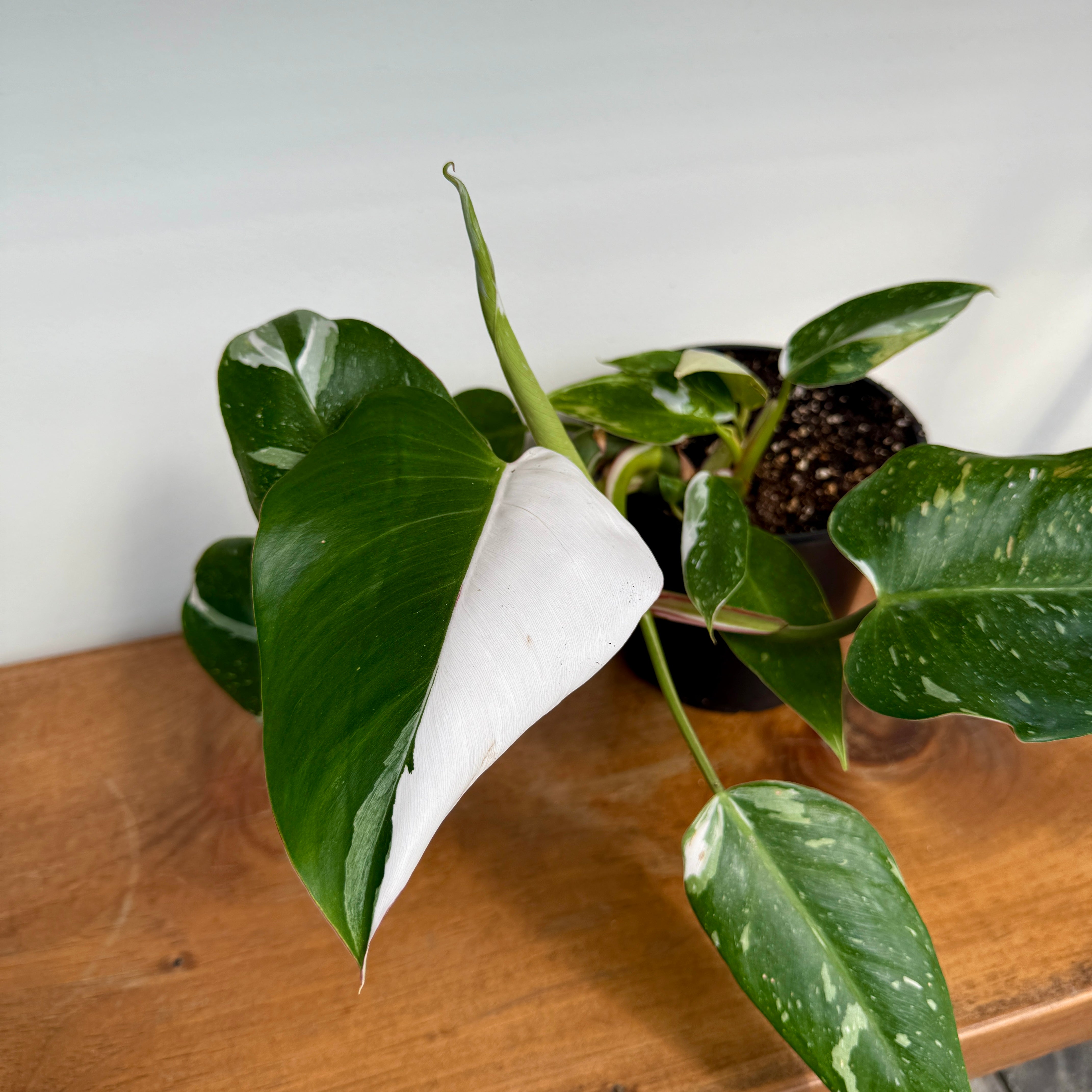 Philodendron 'White Knight' (Philodendron erubescens 'White Knight') - 6" Pot