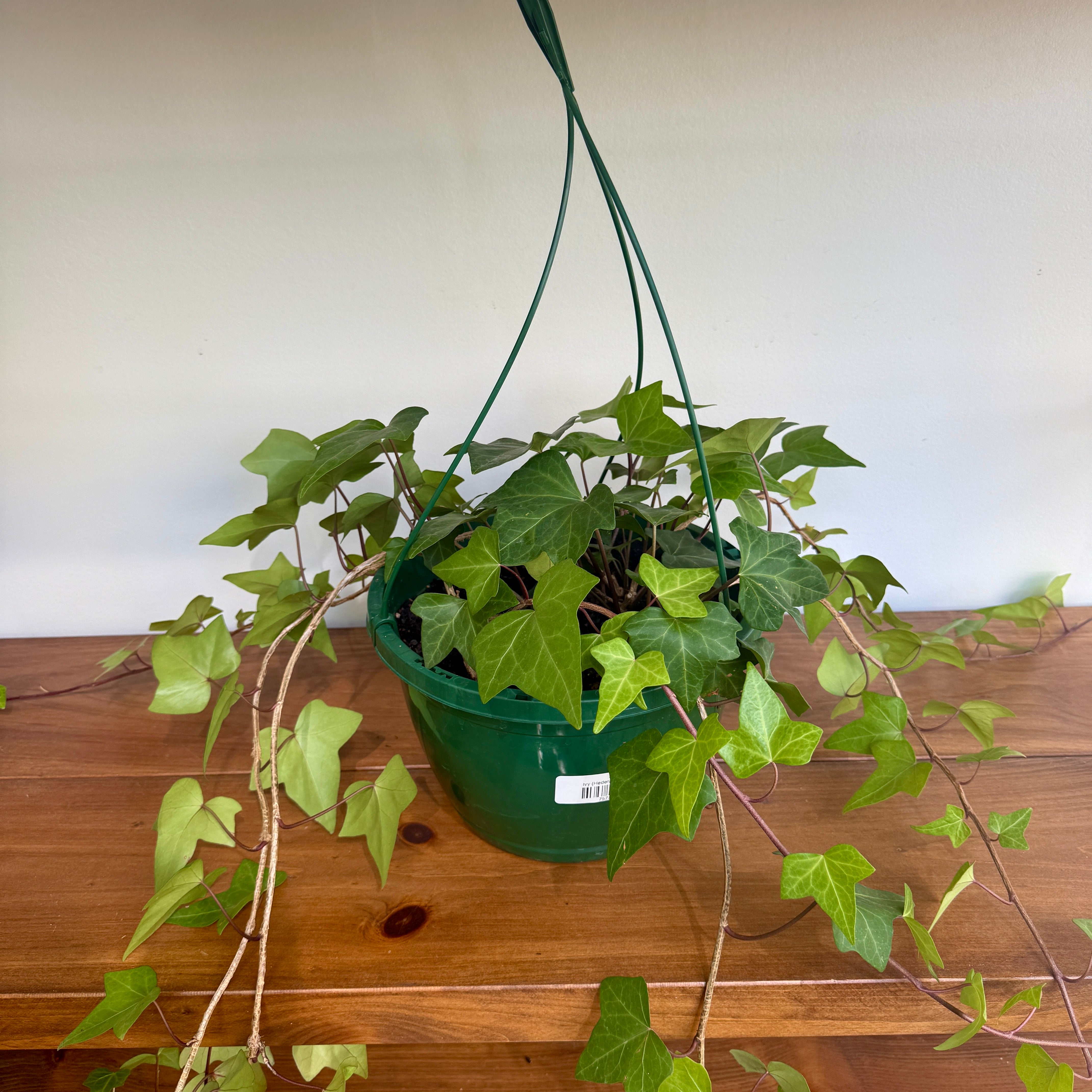 Ivy - Assorted (Hedera helix - Assorted) - 8" Pot HB