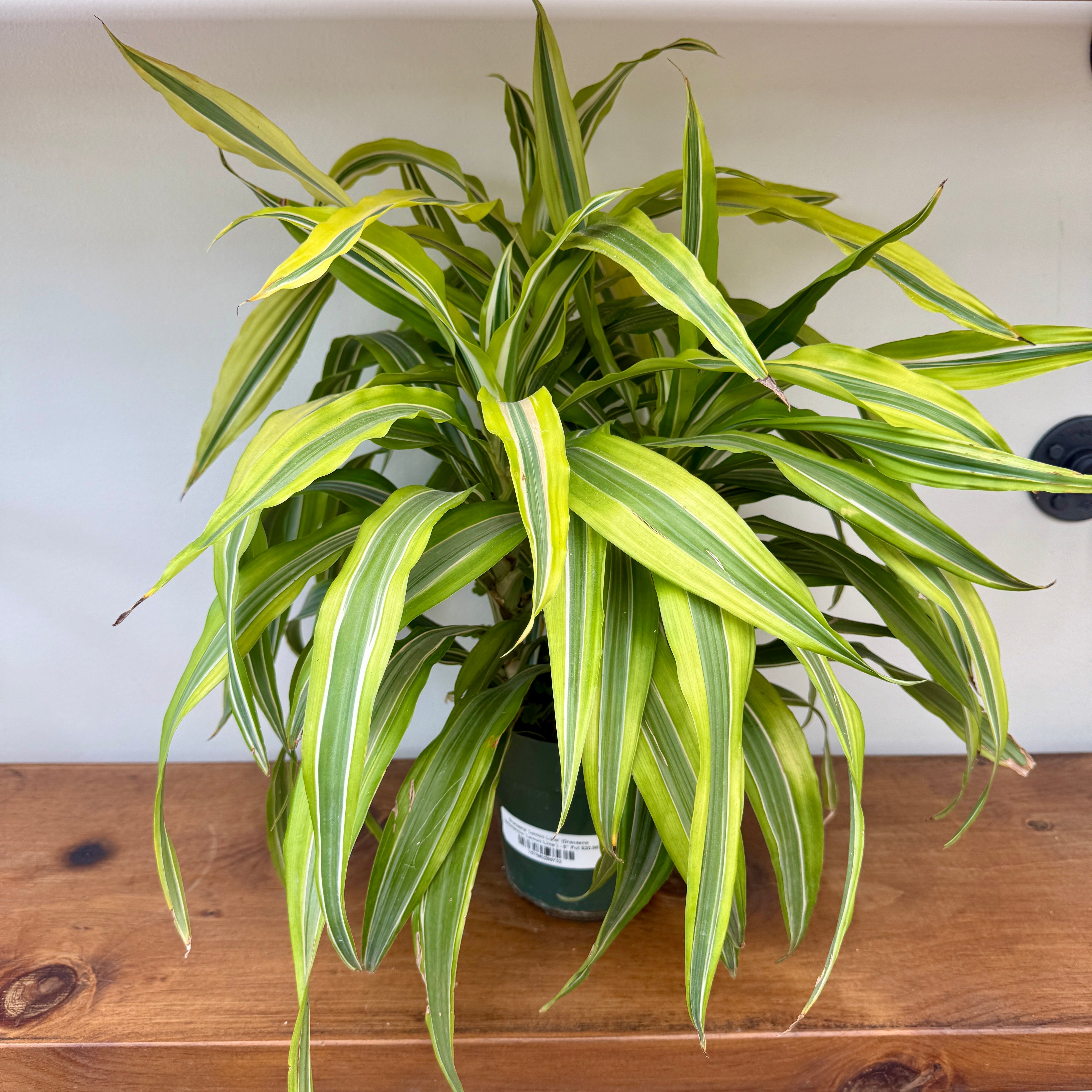 Dracaena 'Lemon Lime' (Dracaena deremensis 'Lemon Lime') - 6" Pot