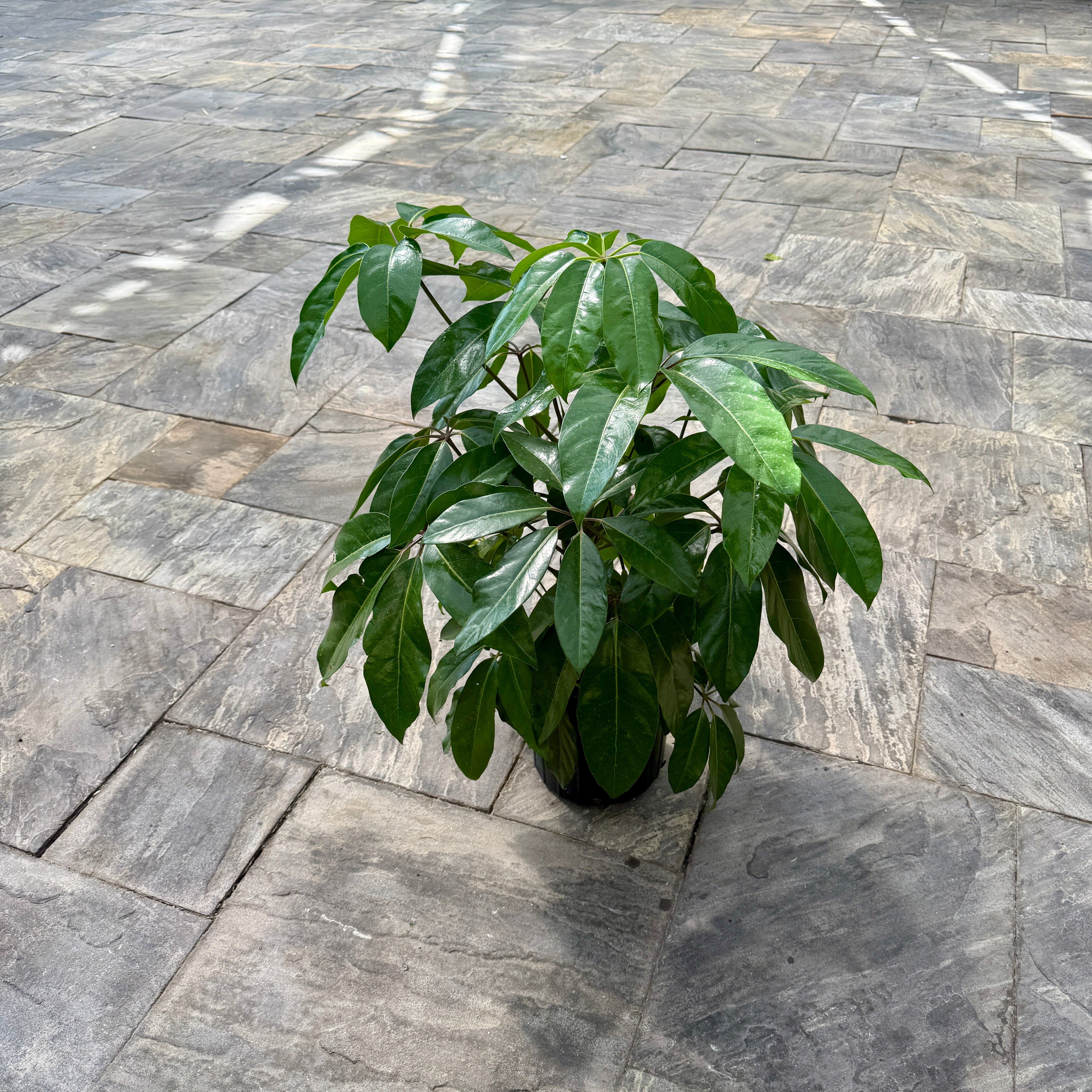 Umbrella Tree 'Amate' (Schefflera actinophylla 'Amate') - 10" Pot - Bush