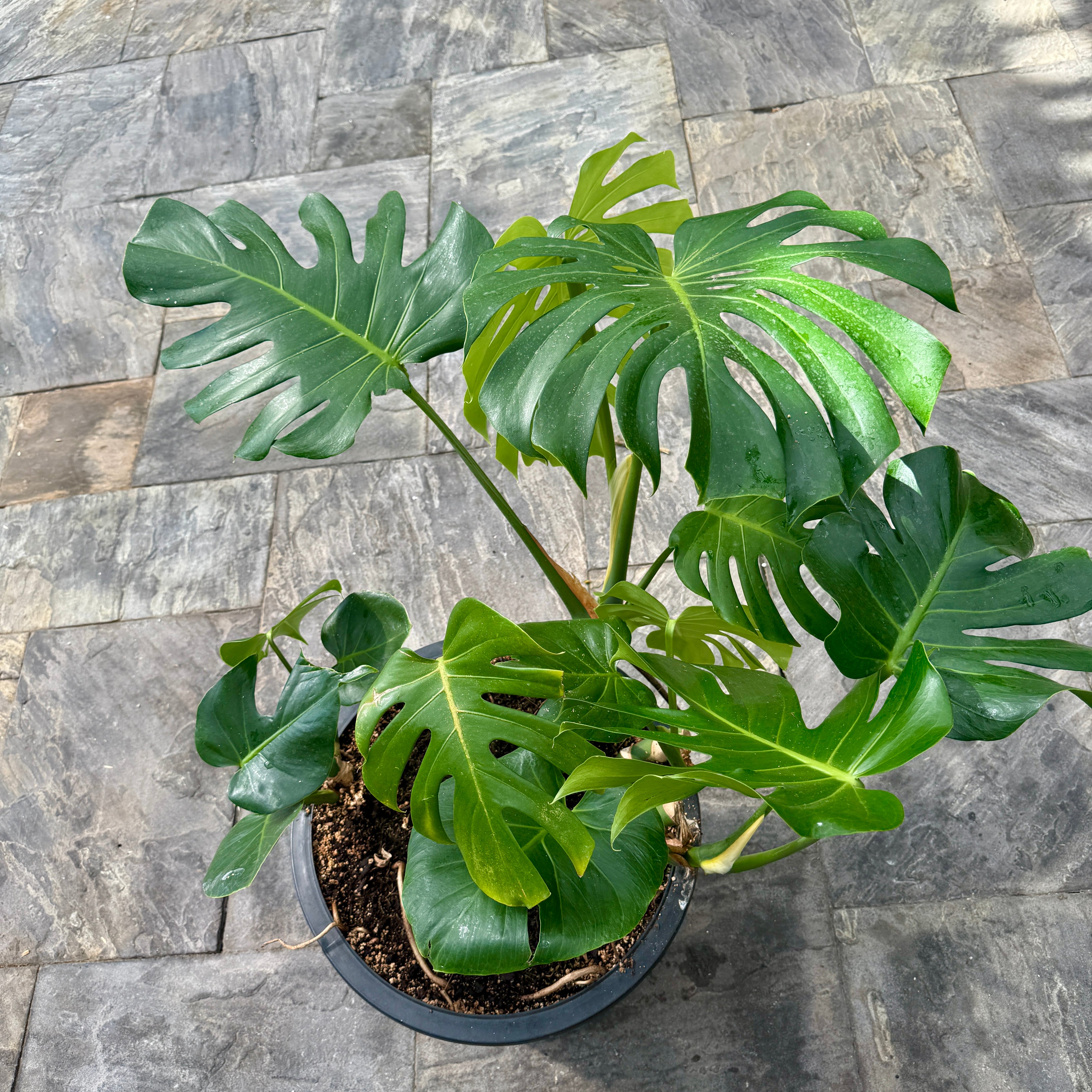 Monstera (Monstera deliciosa) - 18" Pot