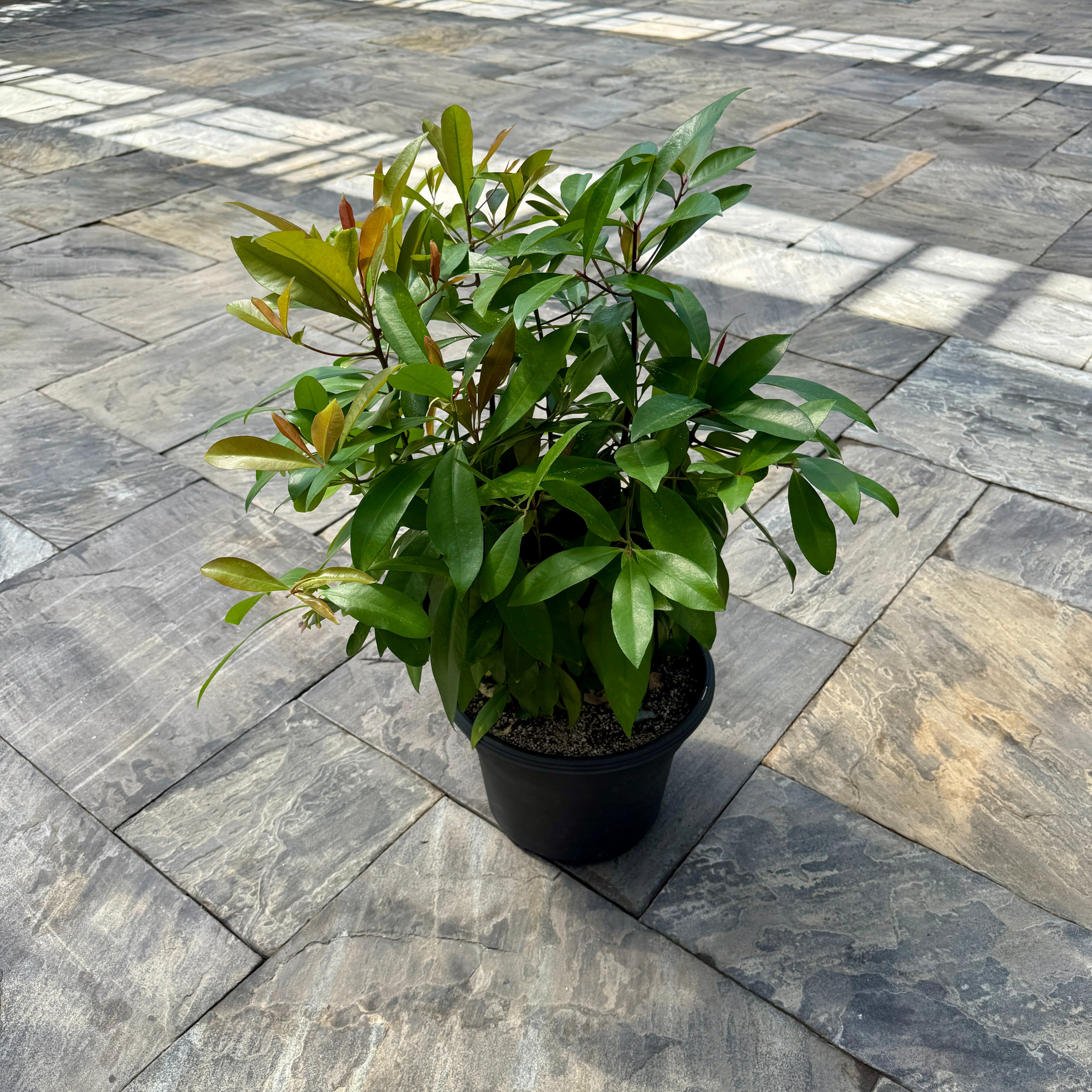 Shoebutton Plant (Ardisia humilis) - 10" Pot