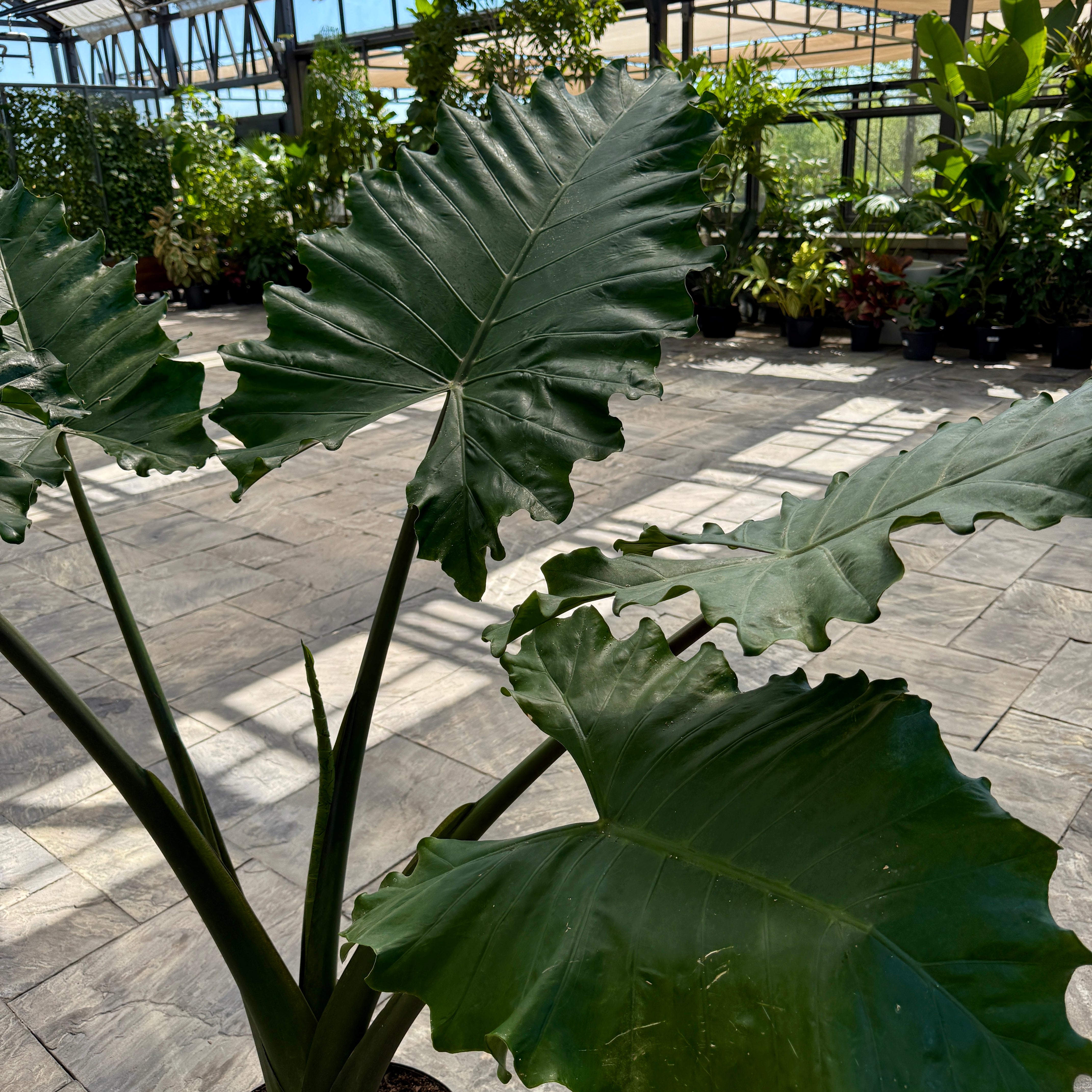 Alocasia 'Portora' (Alocasia sp. 'Portora') - 14" Pot
