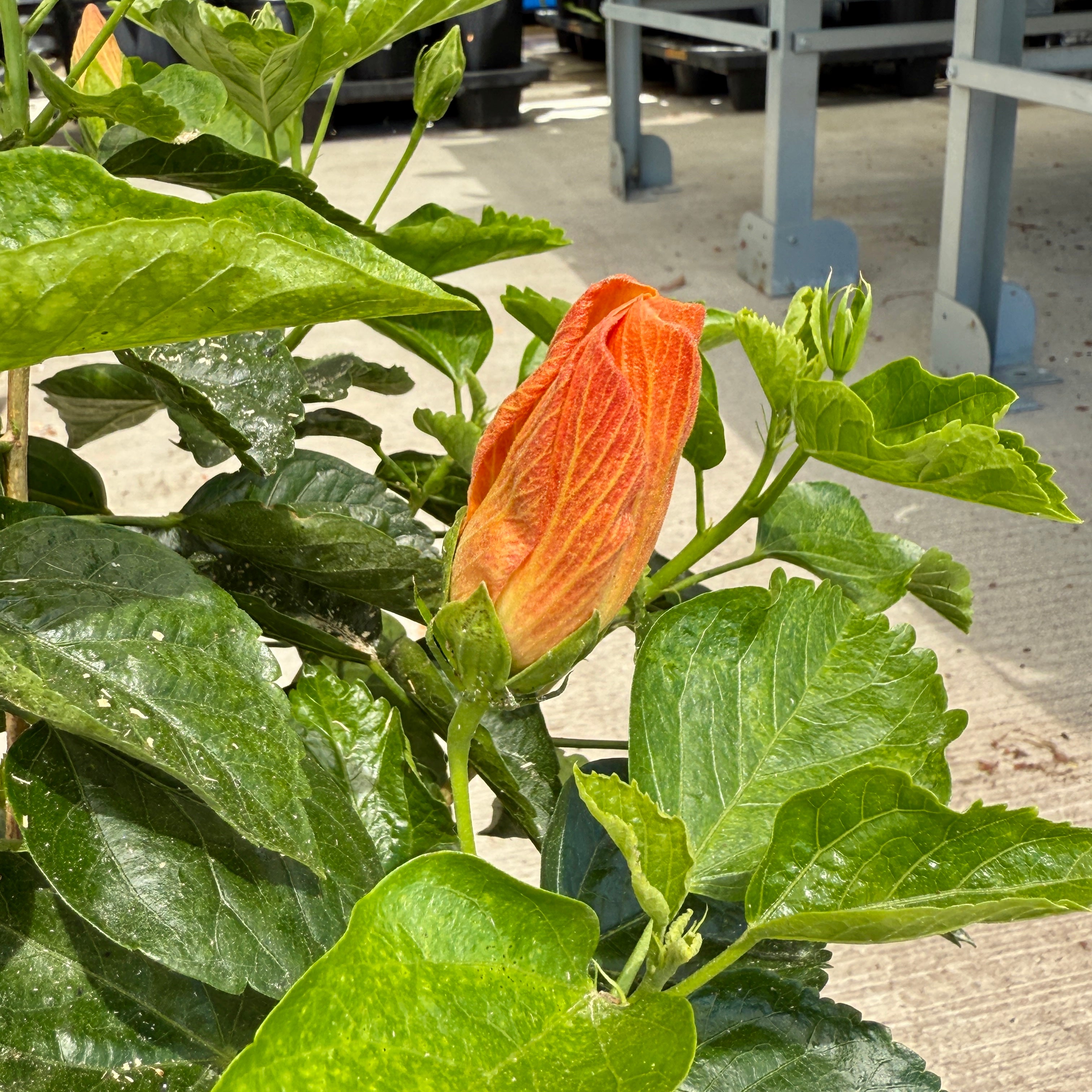 Hibiscus 'Orange Pride' (Hibiscus sp. 'Orange Pride') - 10" Pot - Bush