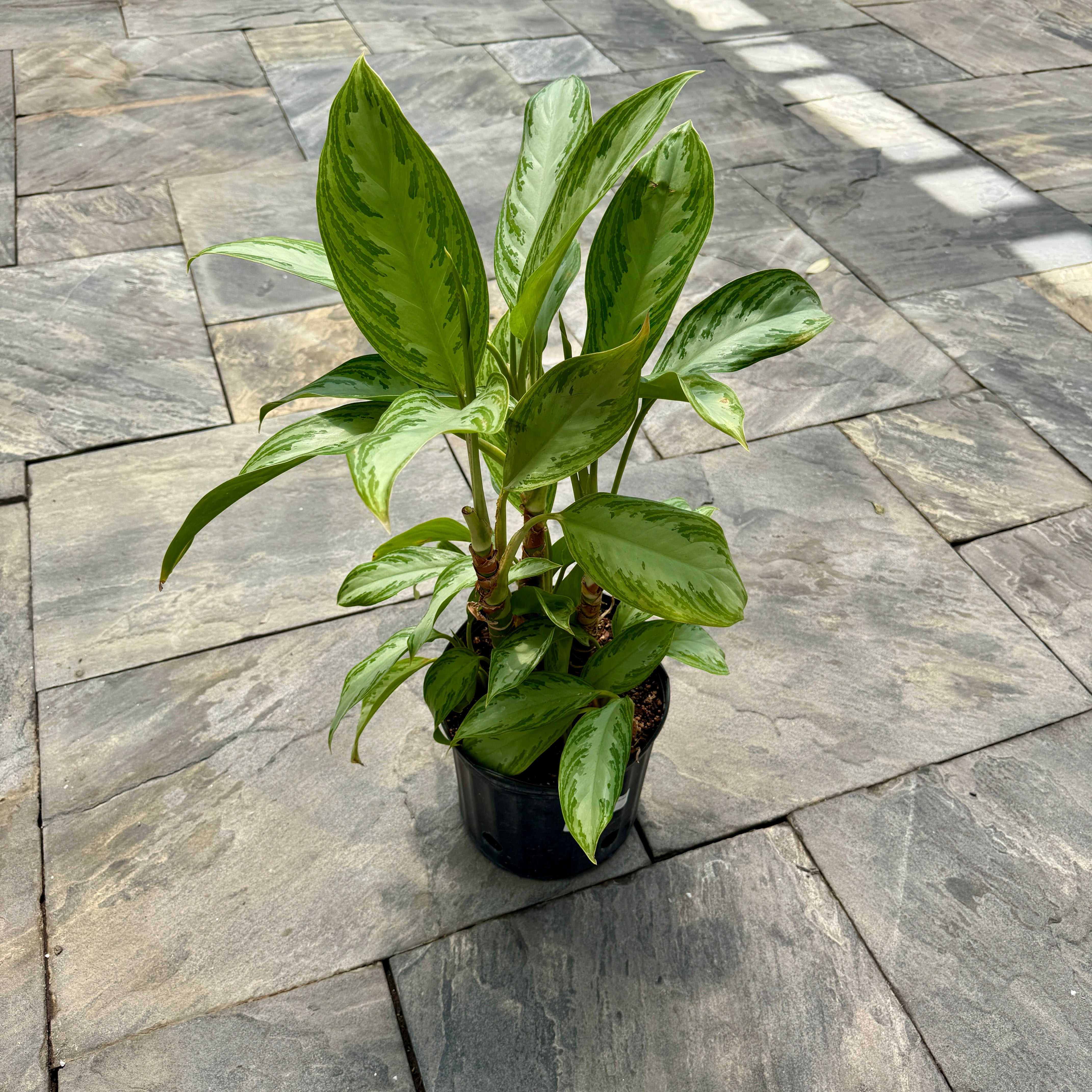Chinese Evergreen 'Silver Bay' (Aglaonema 'Silver Bay') - 10" Pot