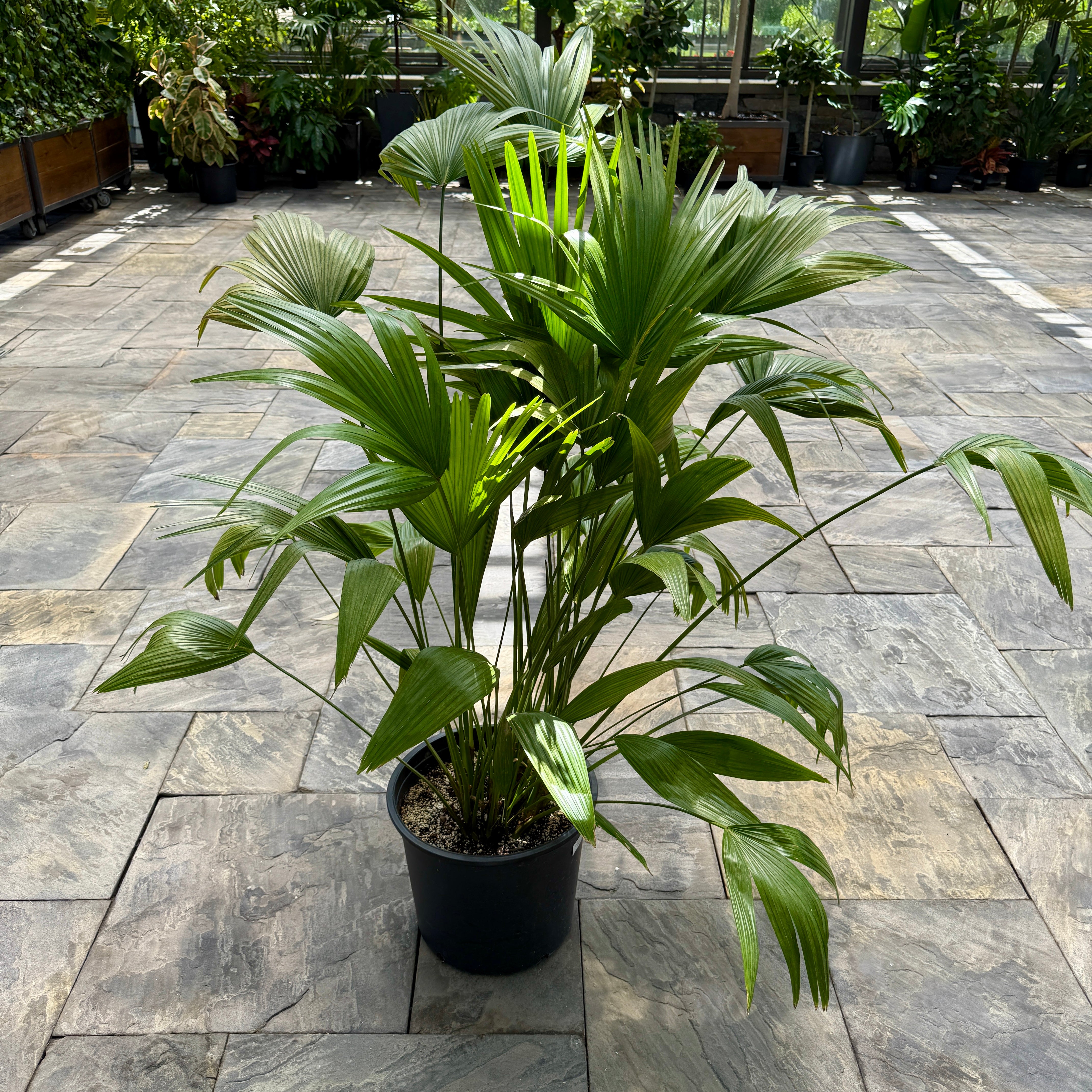 Chinese Fan Palm (Livistona chinensis) - 14" Pot - Multi