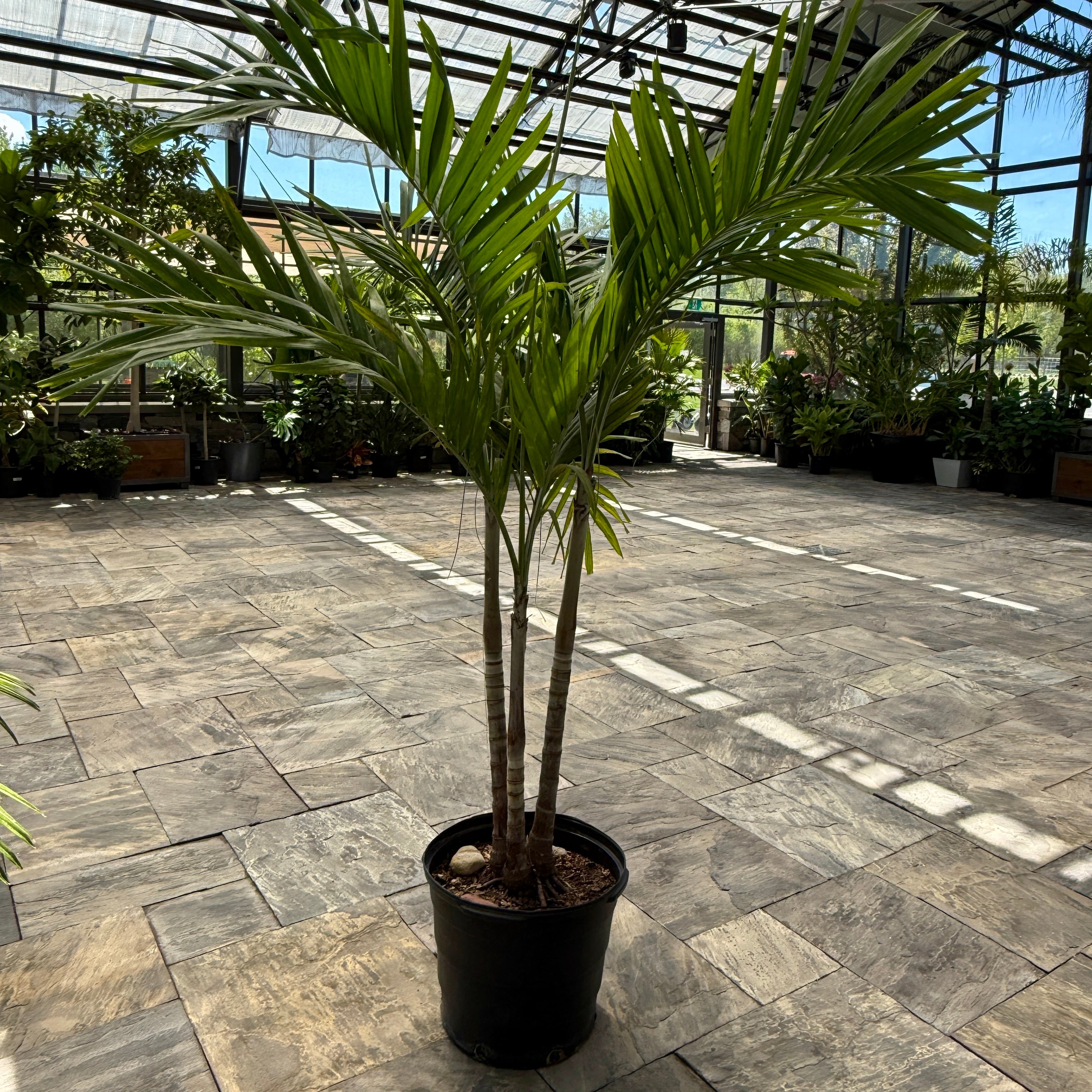 Christmas Palm (Adonidia merrillii) - 17" Pot - Multi