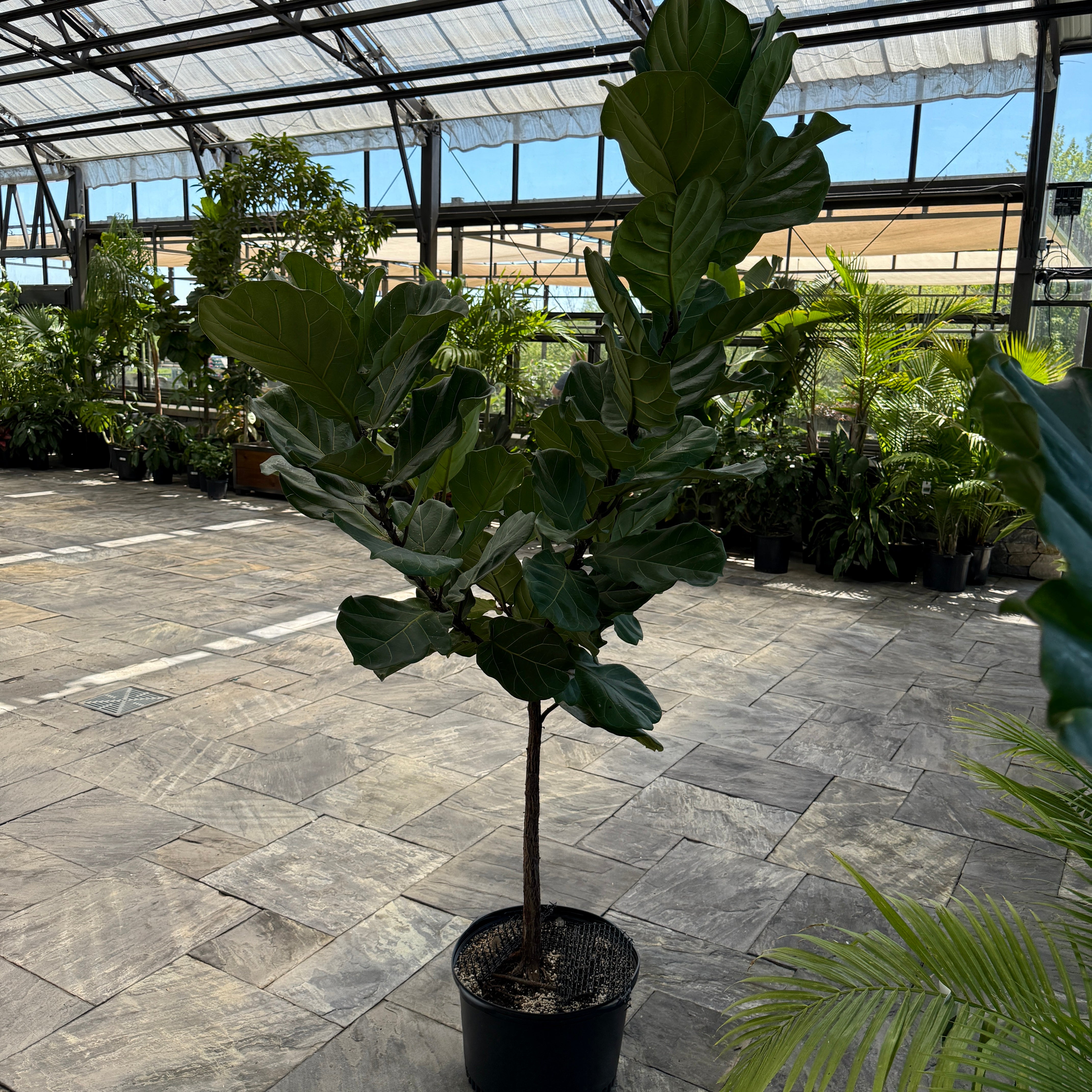 Fiddle Leaf Fig (Ficus lyrata) - 17" Pot - Std