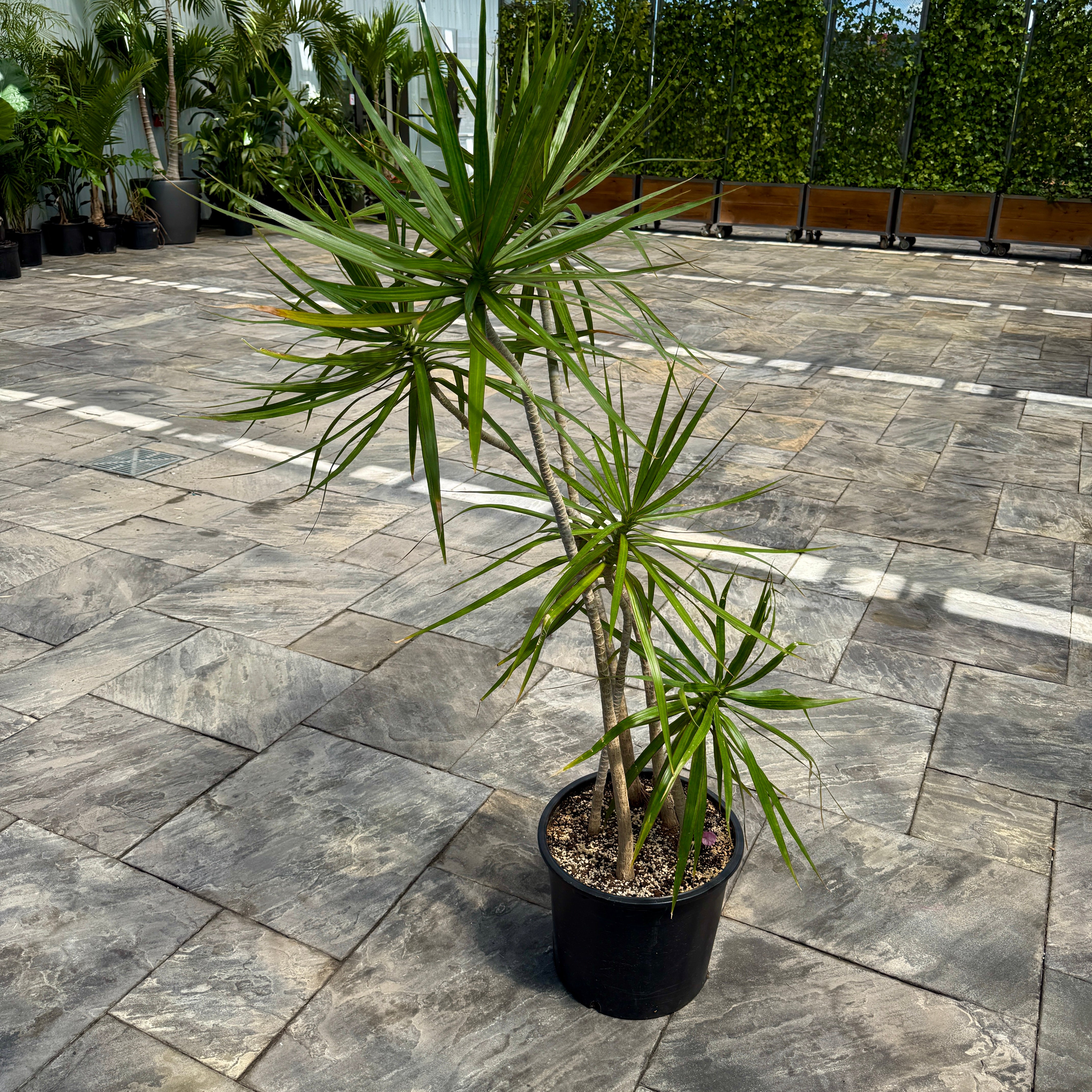 Dracaena 'Staggered' (Dracaena marginata 'Staggered') - 14" Pot