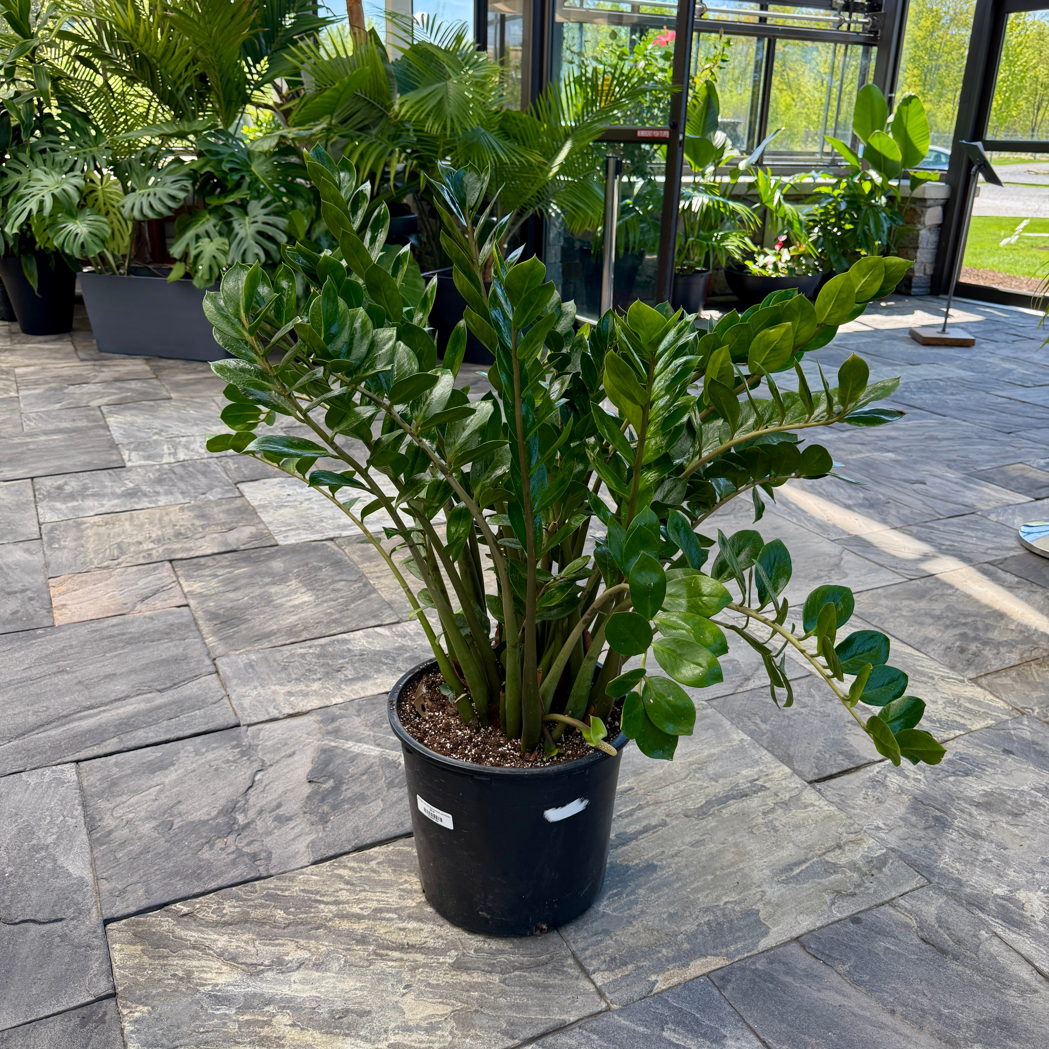 ZZ Plant (Zamioculcas zamiifolia) - 14" Pot