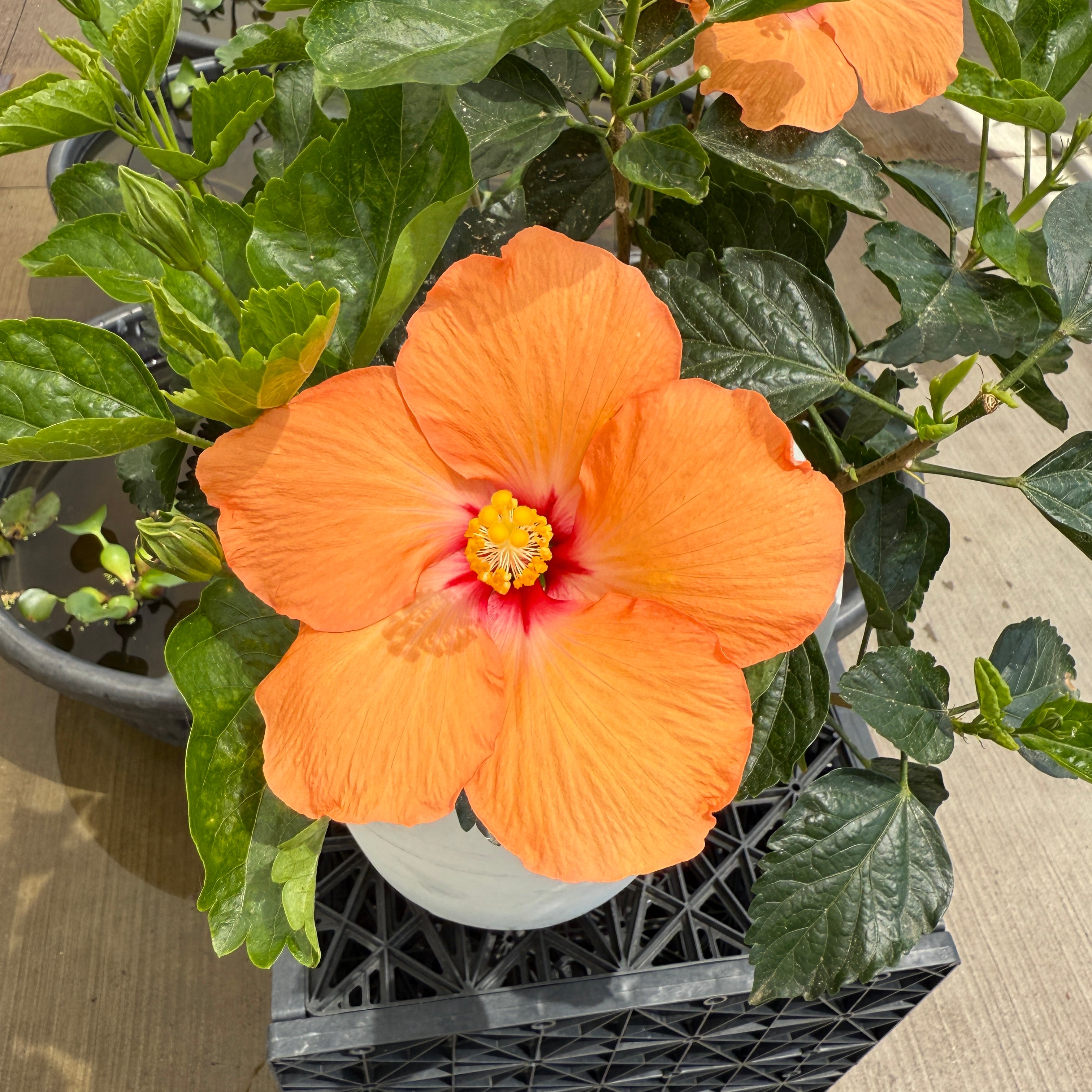 Hibiscus 'Double Peach' (Hibiscus rosa-sinensis 'Double Peach') - 10" Pot - Bush