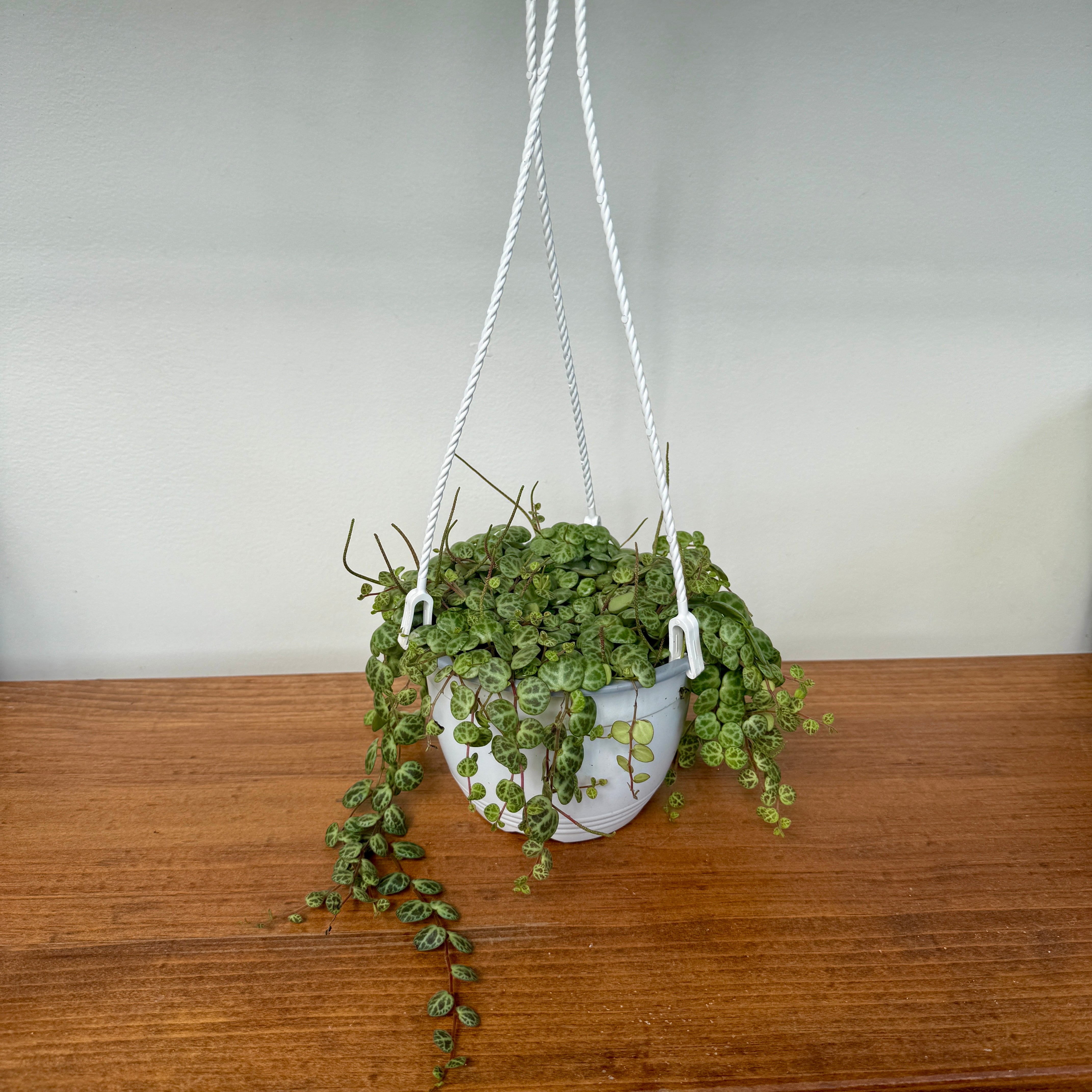 String of Turtles (Peperomia prostrata) - 6" Pot HB