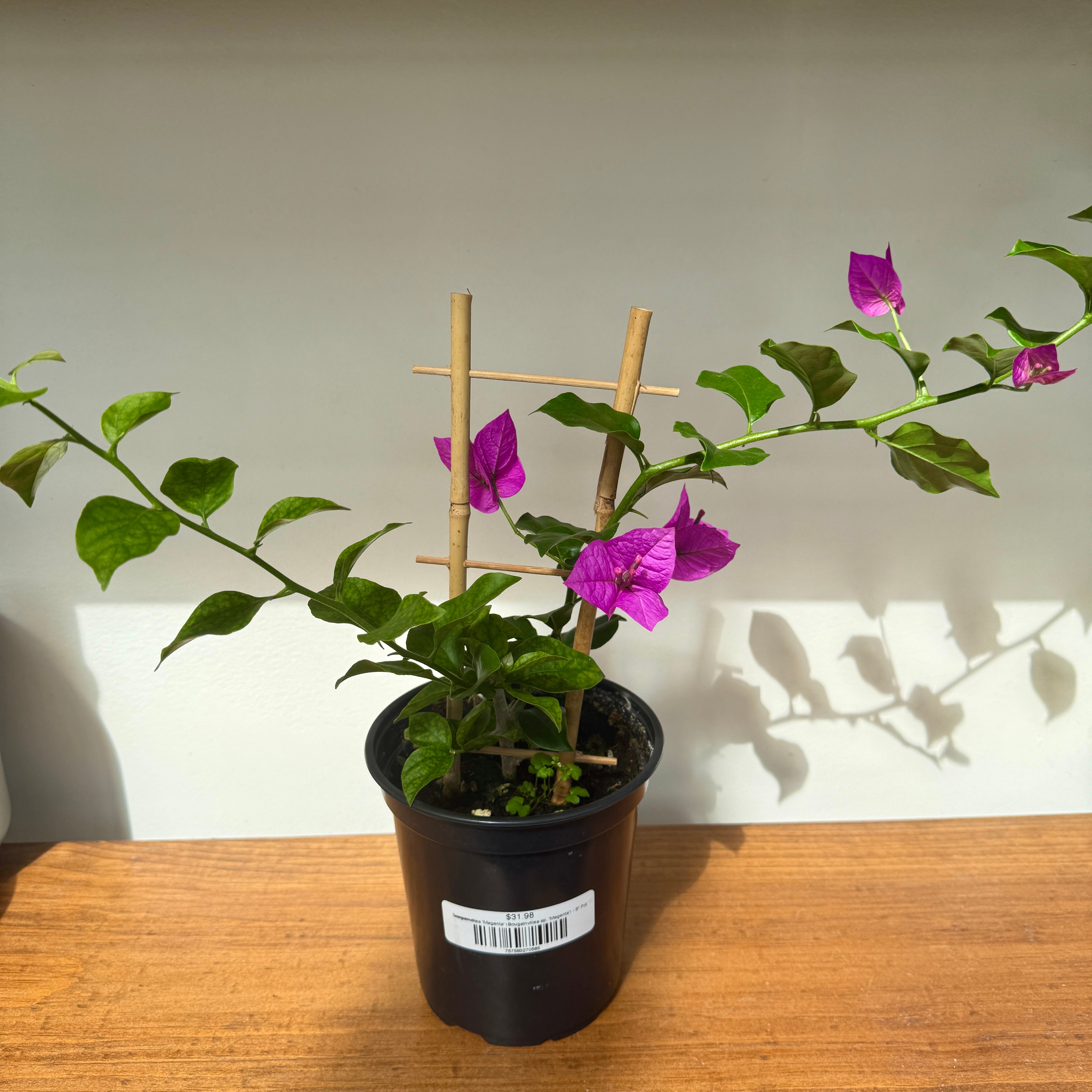 Bougainvillea 'Magenta' (Bougainvillea sp. 'Magenta') - 6" Pot