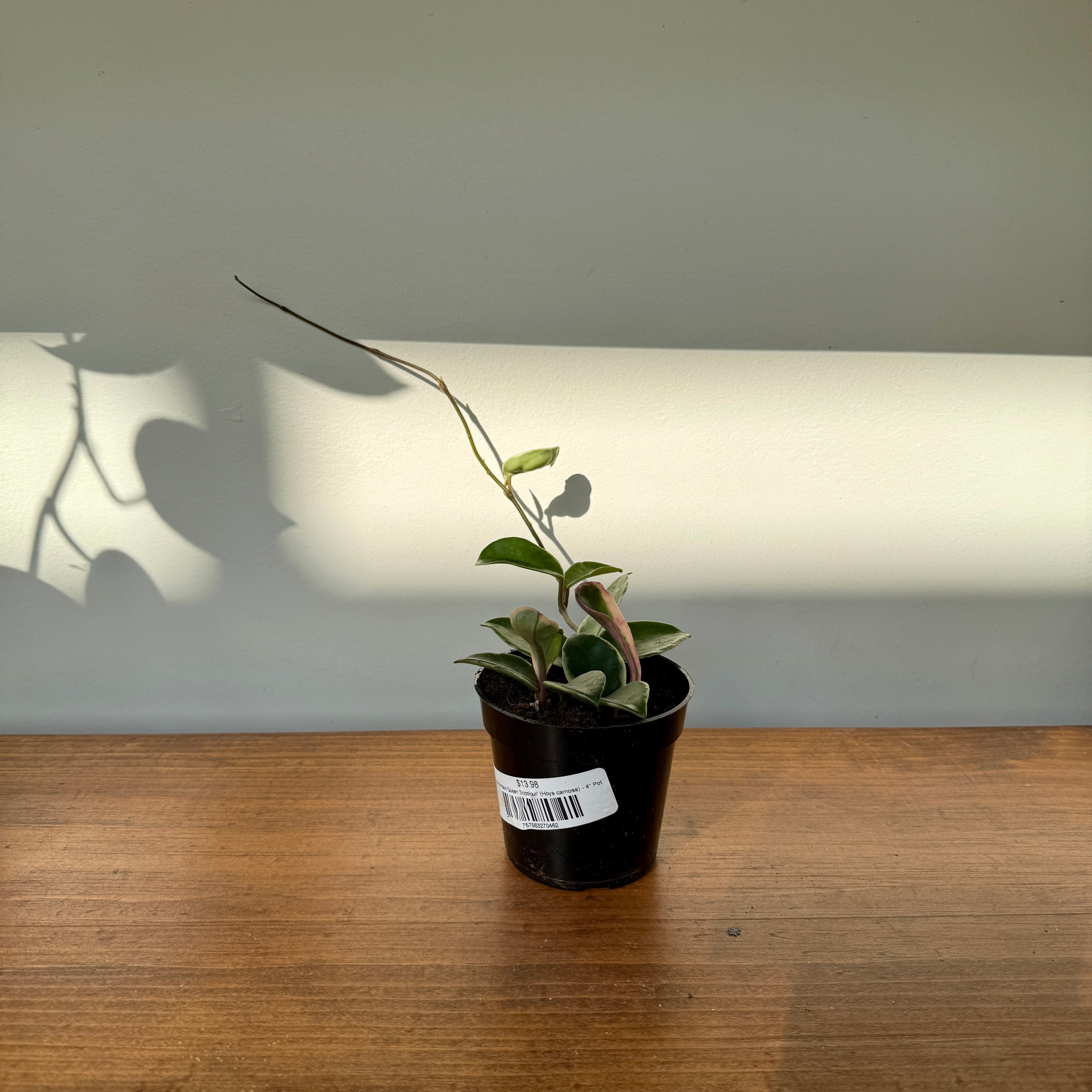 Hoya 'Krimson Queen Tricolour' (Hoya carnosa) - 4" Pot