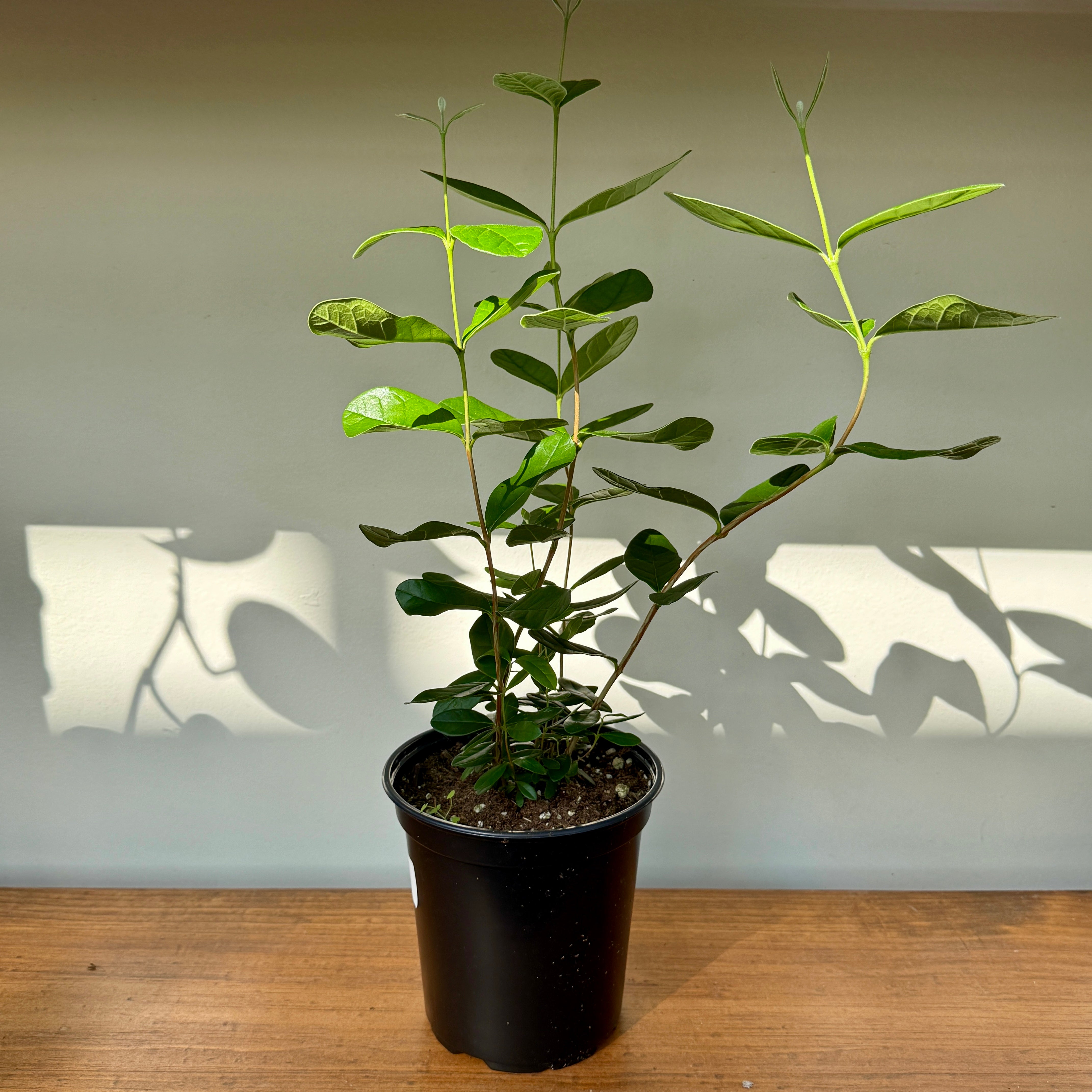 Pineapple Guava (Acca sellowiana) - 6" pot