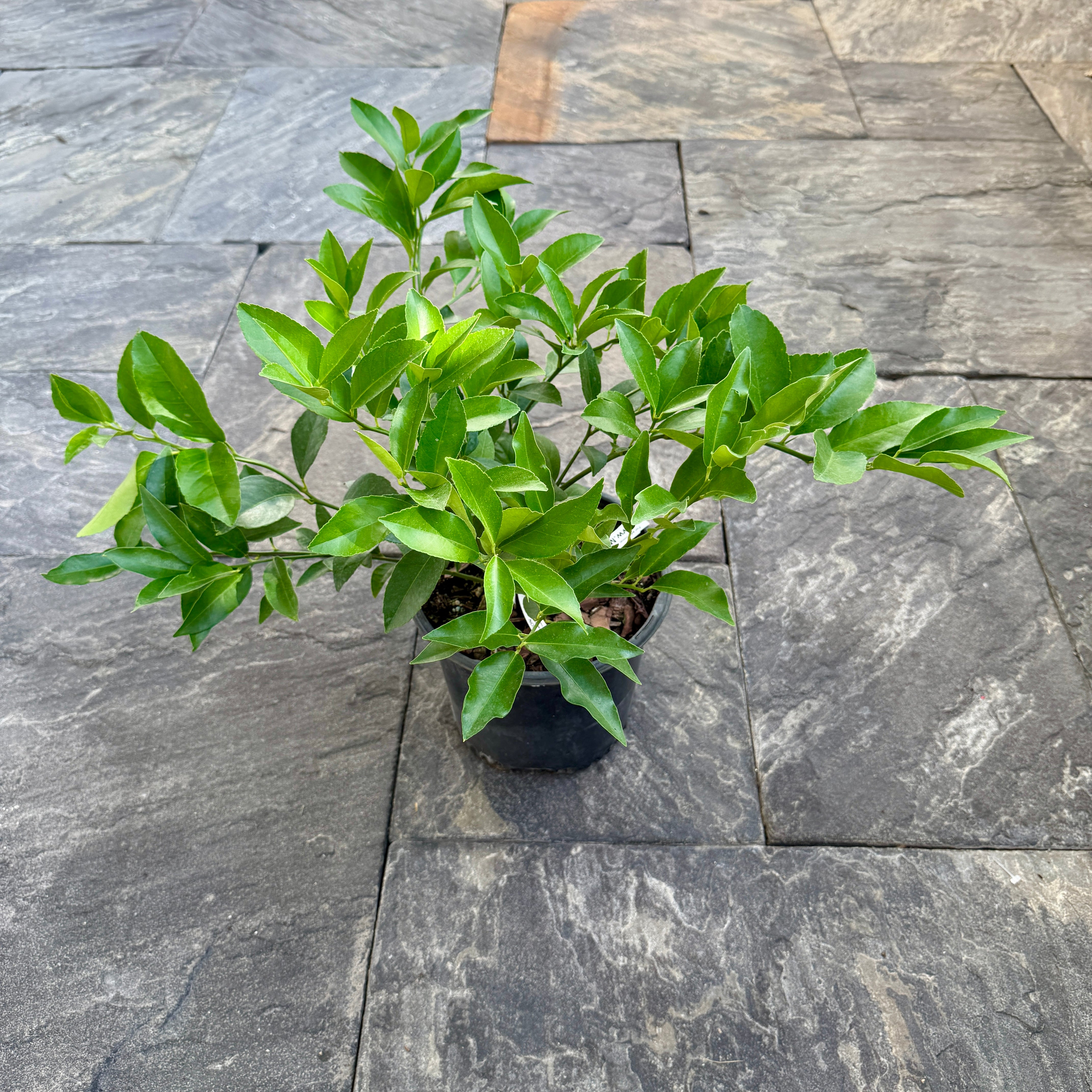 Citrus 'Cocktail' (Cocktail Citrus) - 1g Pot