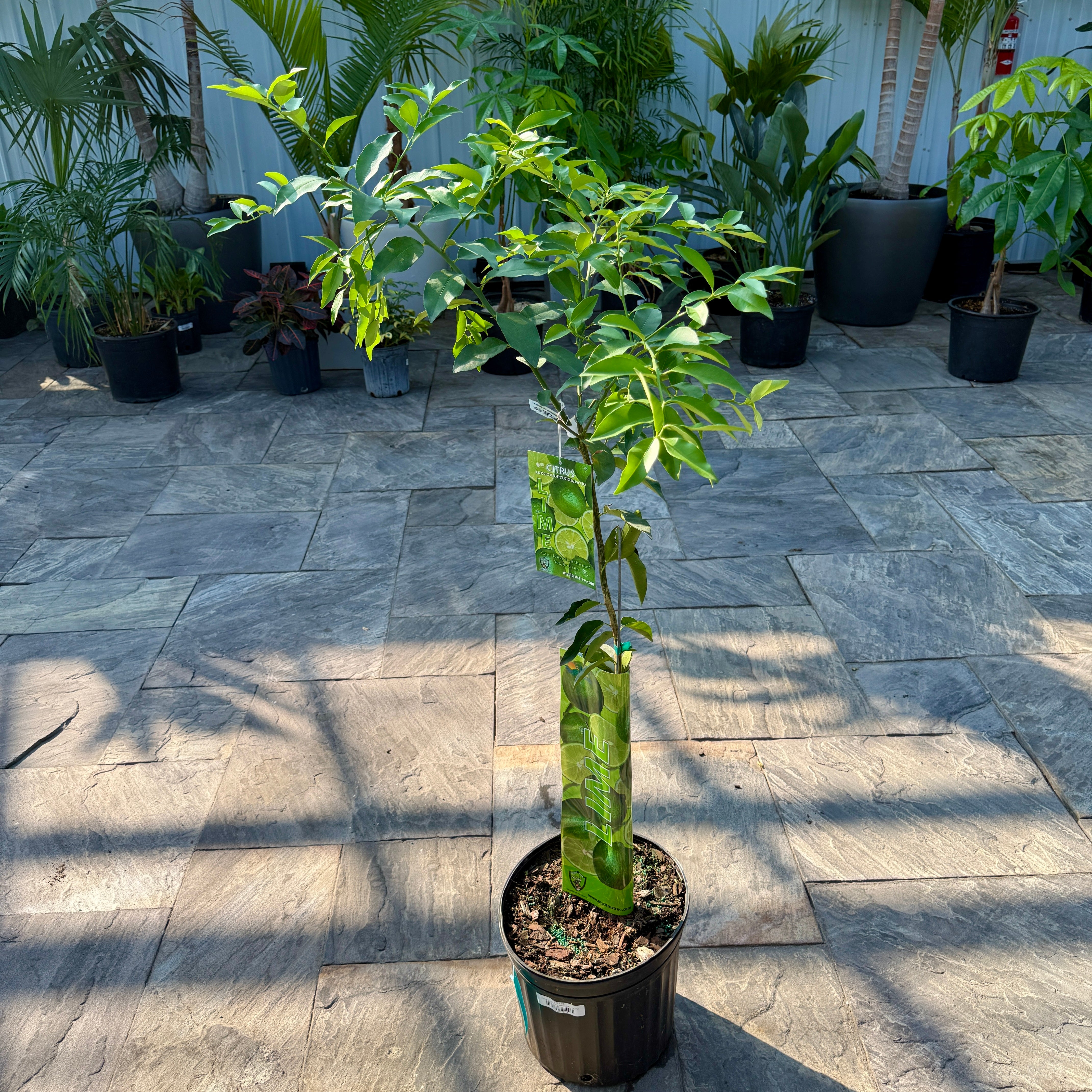 Citrus aurantiifolia (Key Lime) - 5g Pot