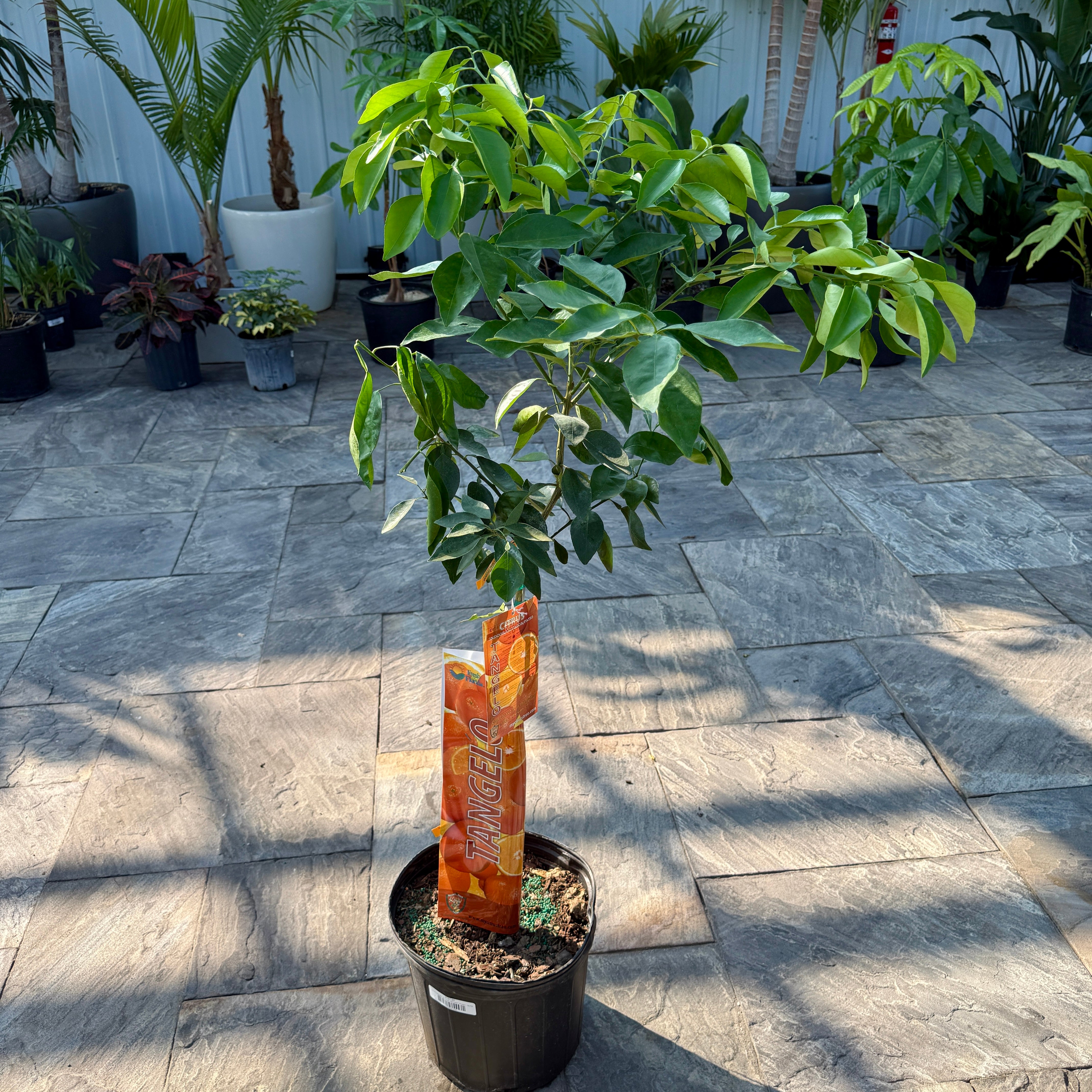 Citrus x tangelo 'Minneola' (Minneola Tangelo) - 5g Pot