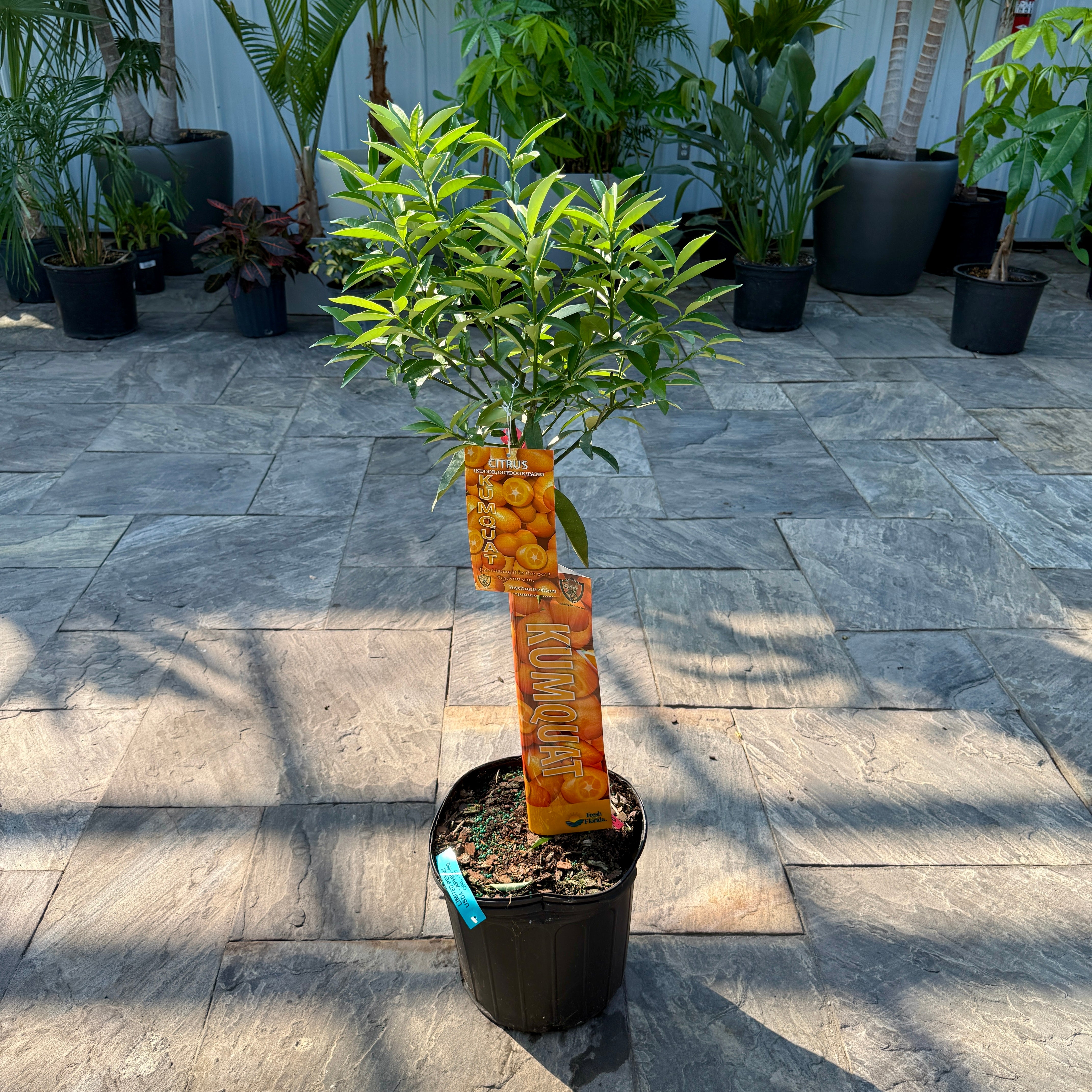 Citrus margarita (Nagami Long Kumquat) - 5g Pot
