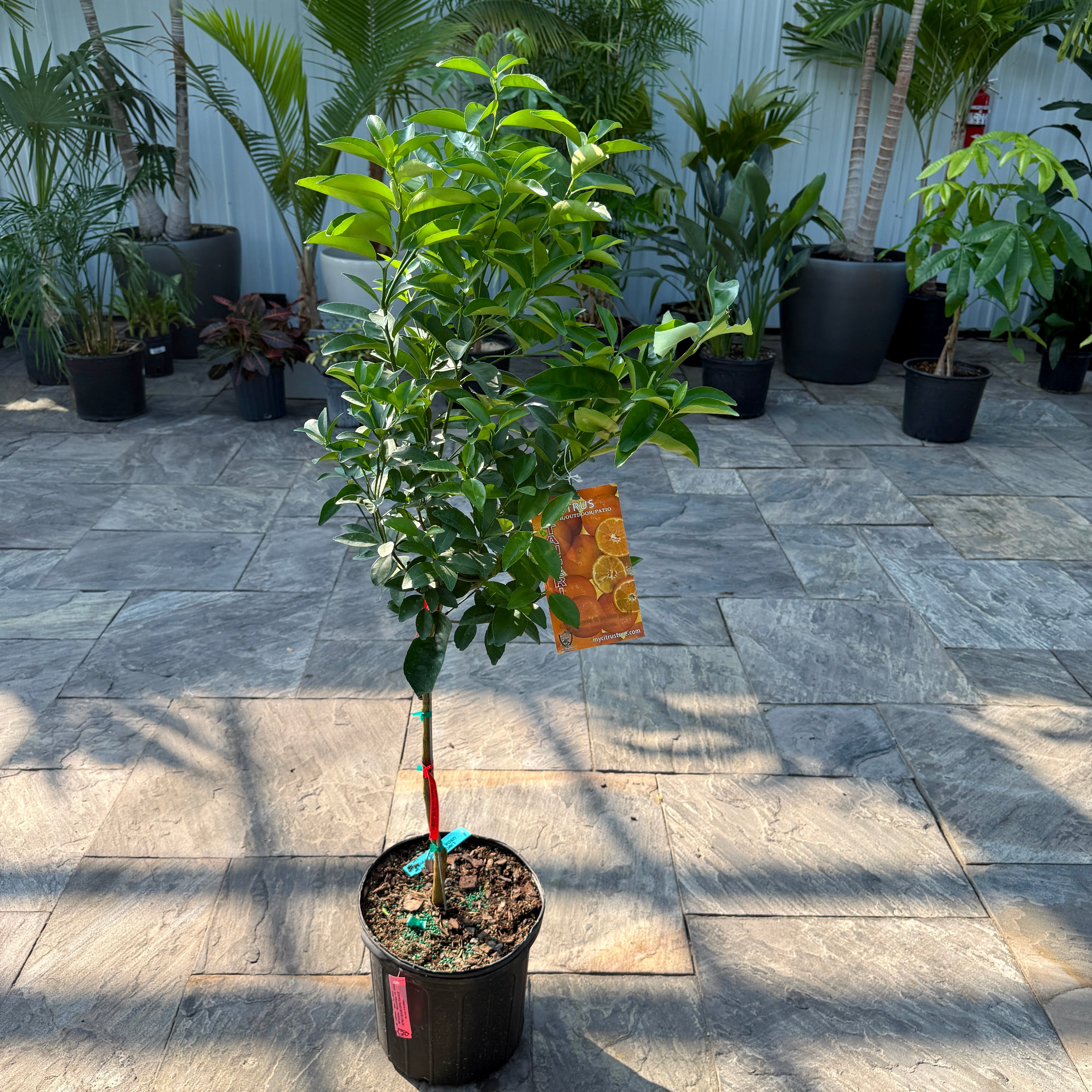 Citrus reticulata (Tangerine) - 5g Pot